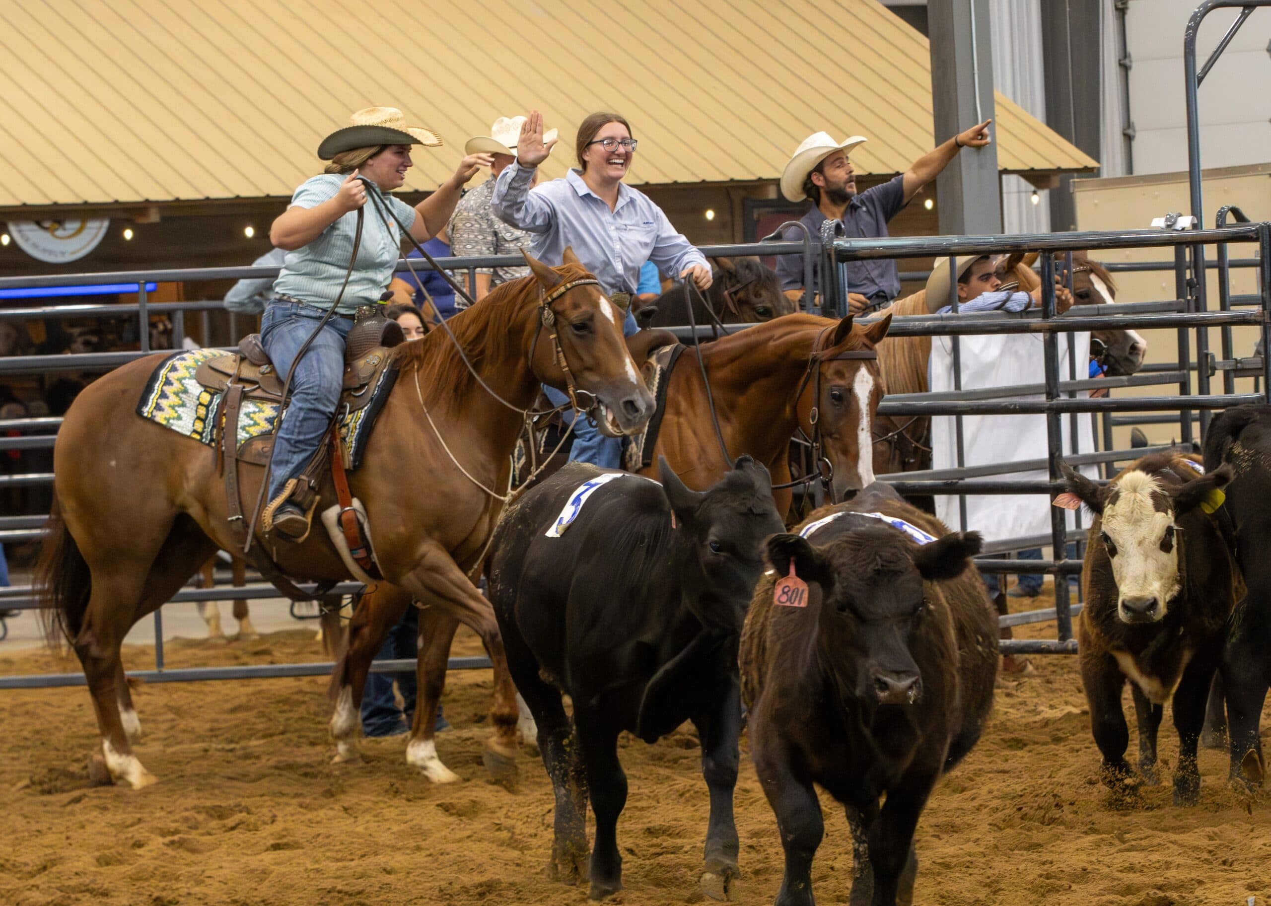 Two smiling riders on chestnut horses high-five in an indoor arena after sorting numbered cattle, with spectators watching from the rail