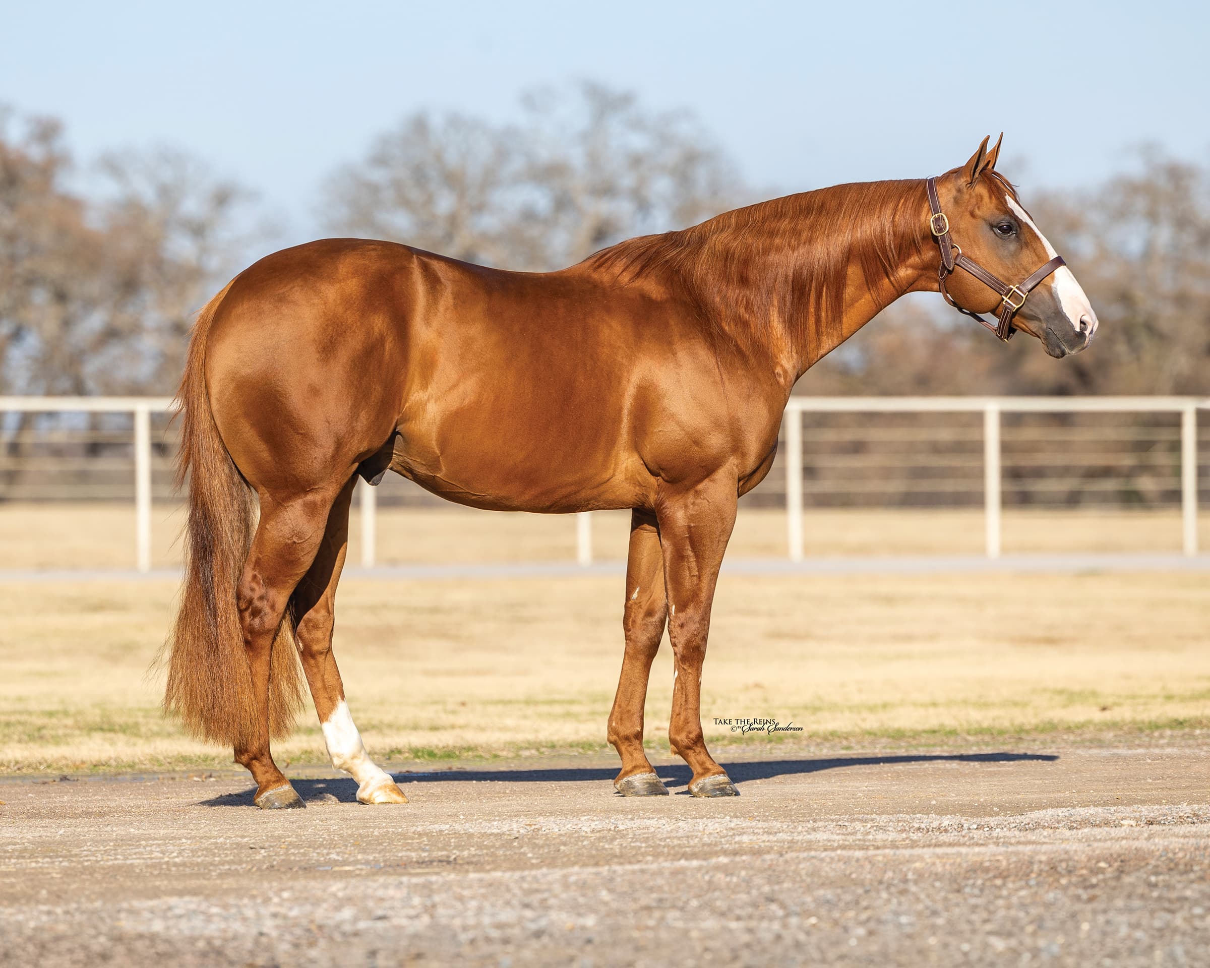 Chestnut horse with white blaze and stockings standing in show stance in arena with ranch fencing visible in background