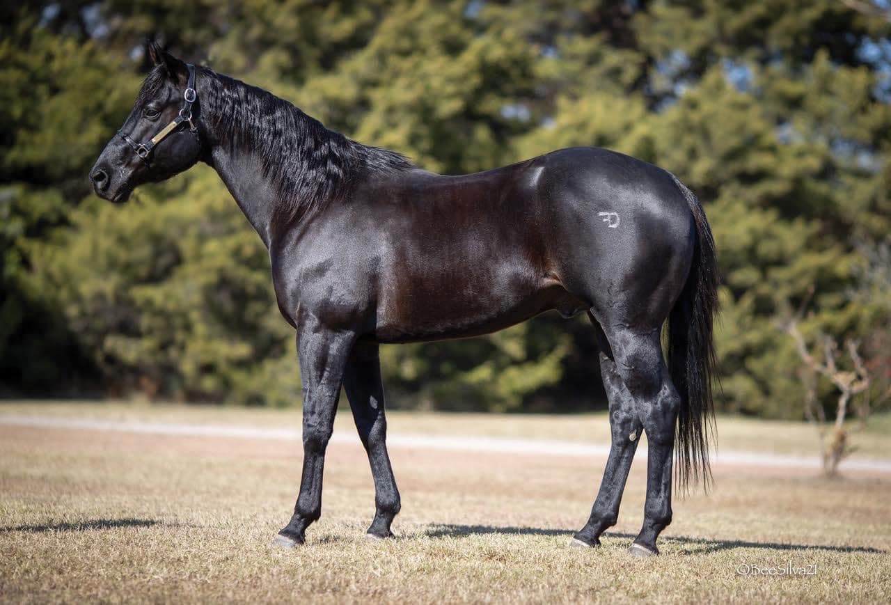 Black stallion with a hip brand standing squared up for a conformation photo on grass in front of trees