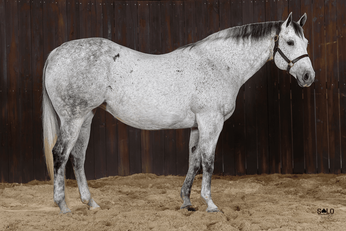 Gray horse standing square in arena with halter, side view against dark barn backdrop
