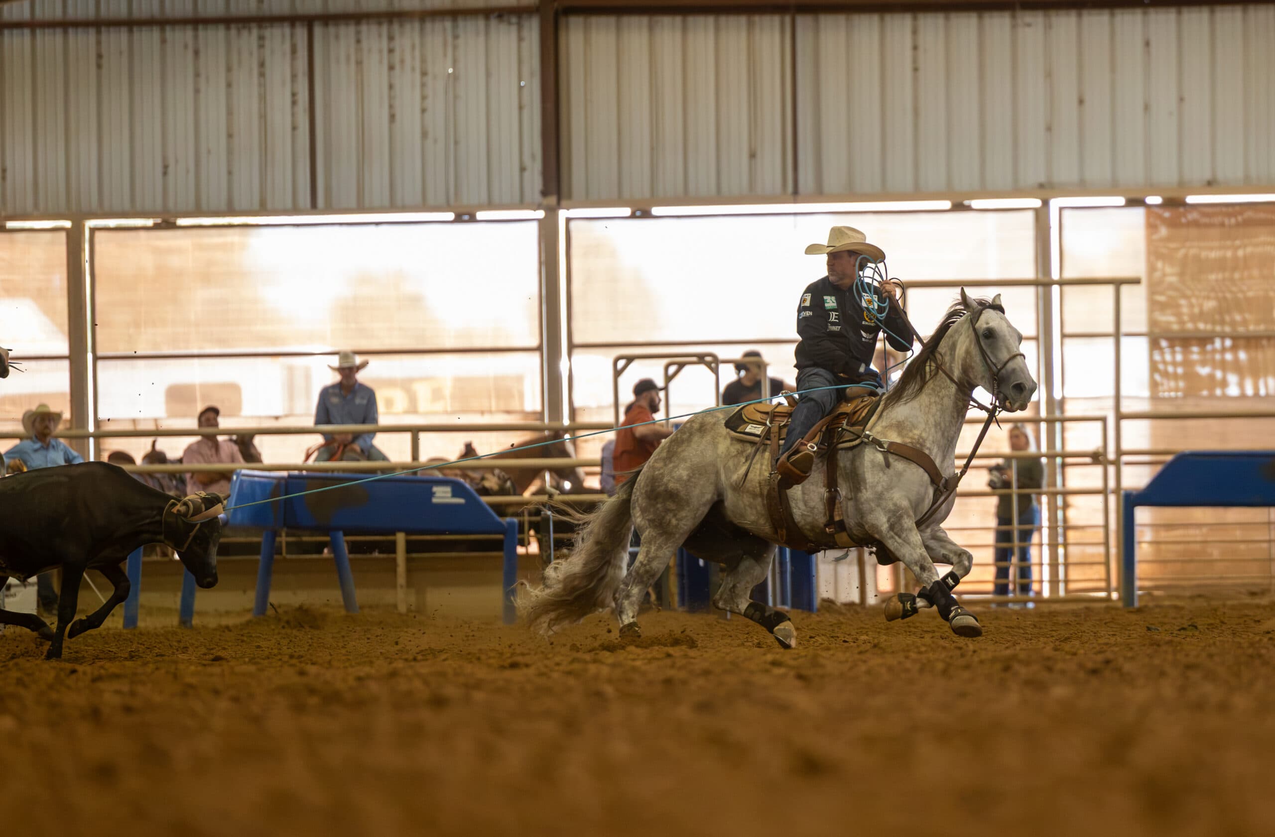 Header roper on a gray horse dallies as his rope stretches to a steer he has caught in a covered arena