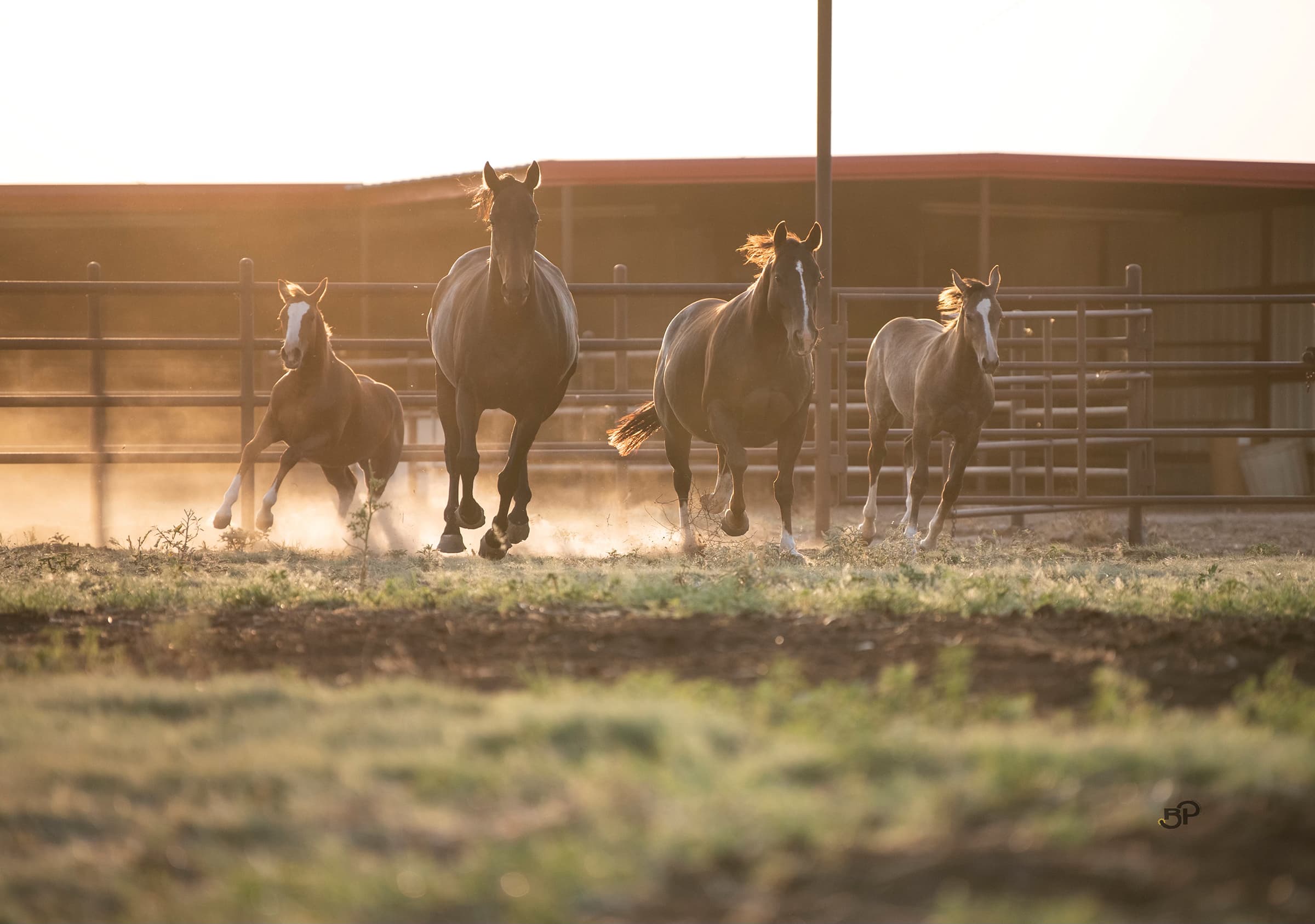 Horses galloping through dust in an arena with metal fencing and barn structures at golden hour