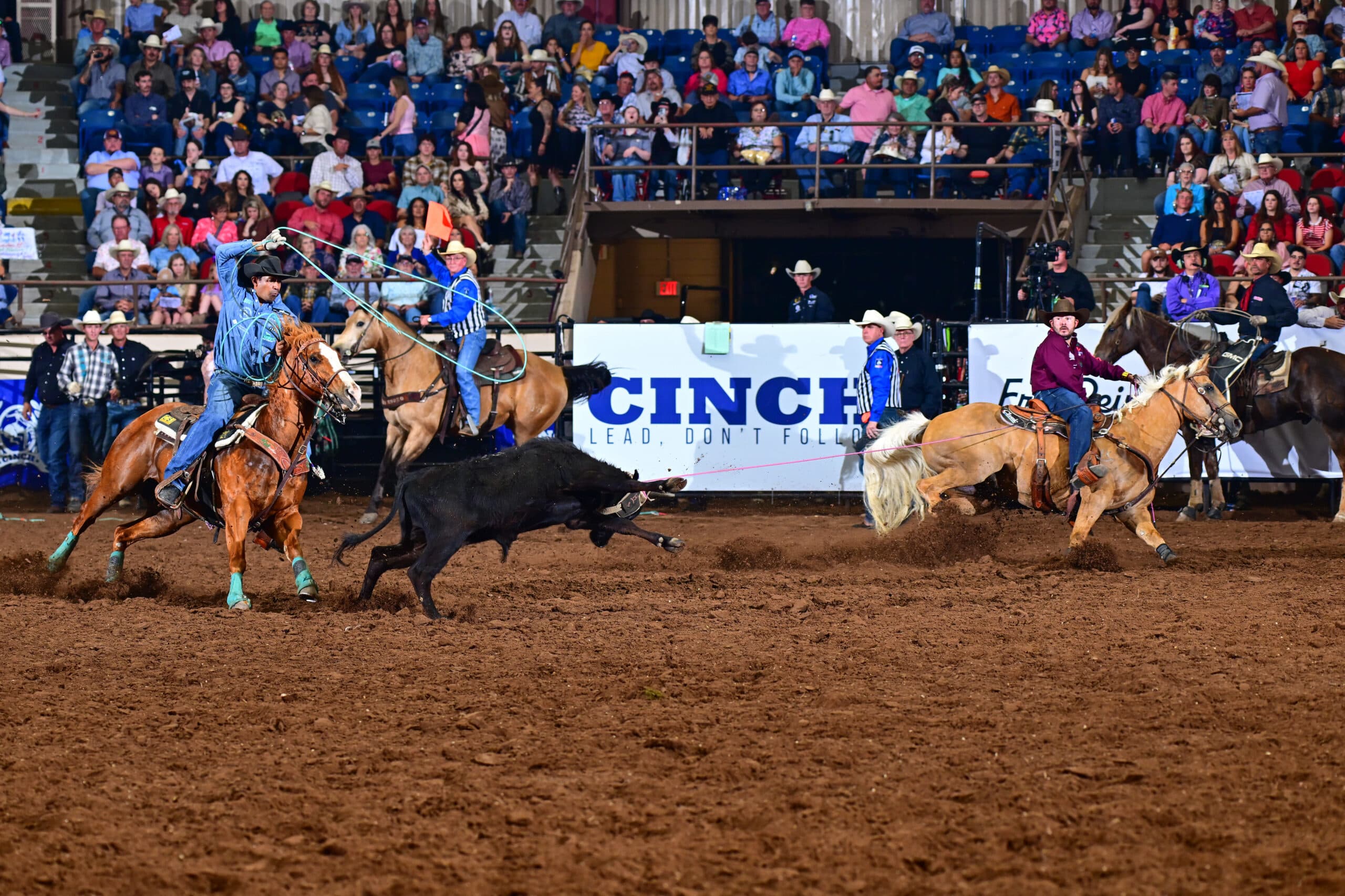 Roper on brown horse swings lasso at black steer during team roping event in indoor arena with spectators in bleachers