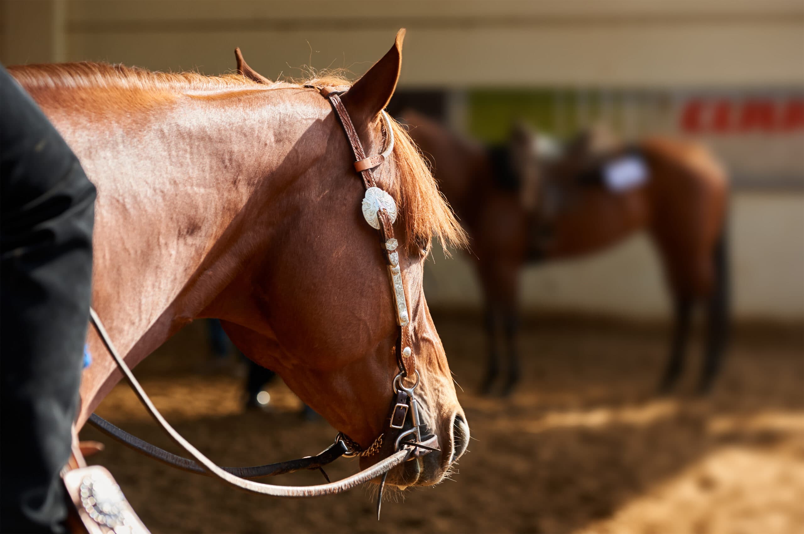 Close-up profile of a sorrel horse in a silver-mounted show bridle standing with its rider at an arena rail