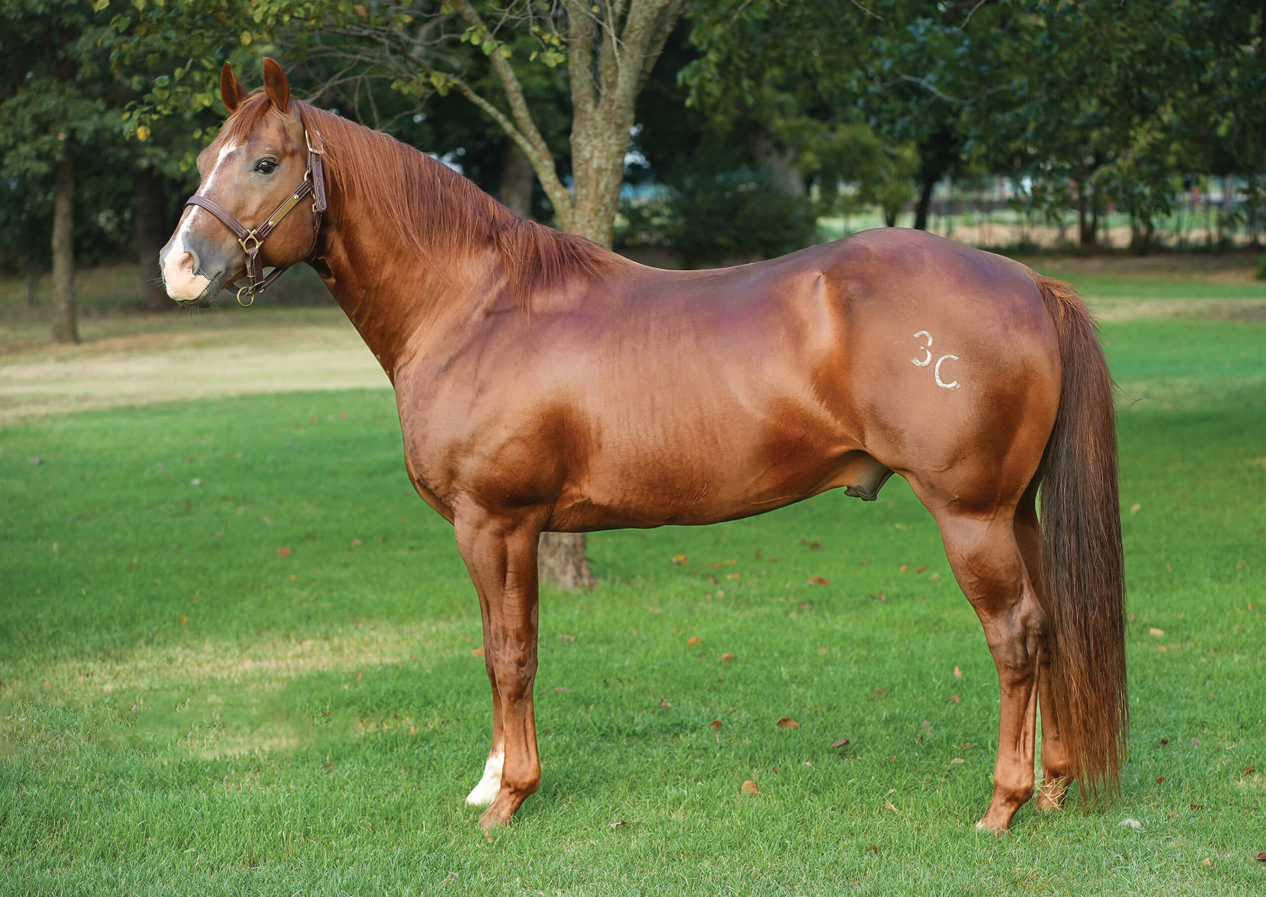 Sorrel Quarter Horse stallion with a blaze and "3C" hip marking stands squared up in a grassy pasture conformation shot