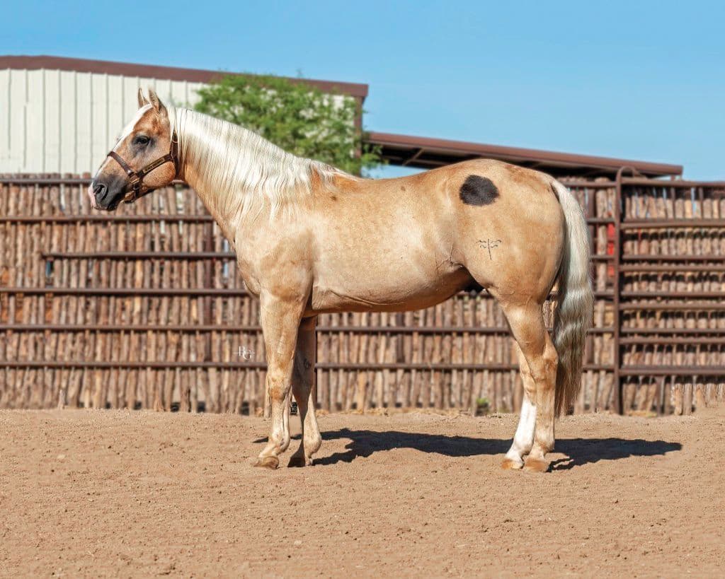 Palomino horse with flaxen mane and tail standing in square stance at ranch facility with cattle pens in background