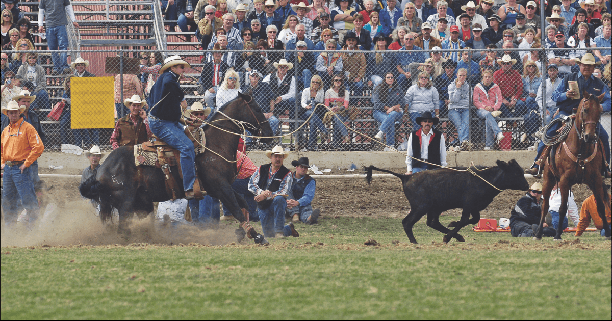 joe beaver at the 2006 pendleton round up calf roping