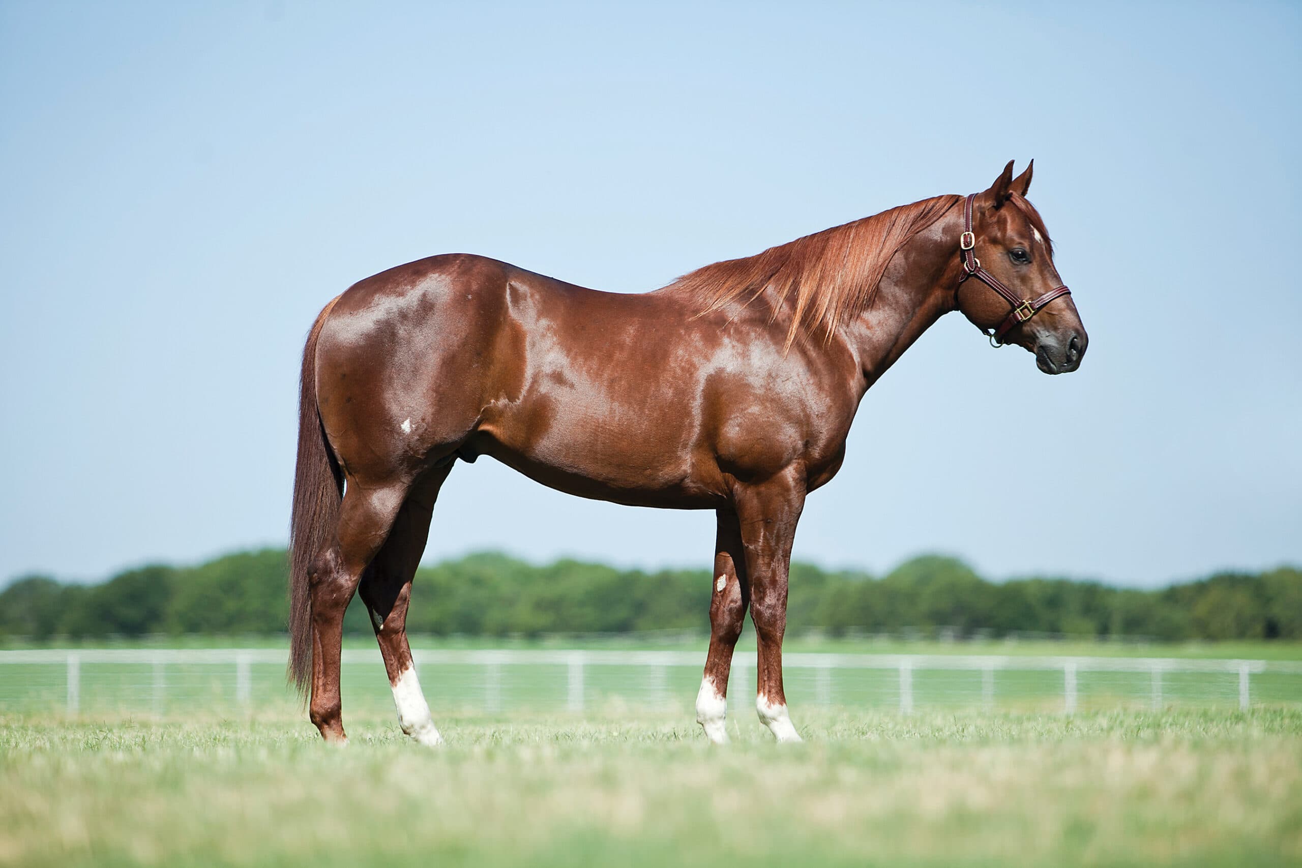 Chestnut horse standing in profile in a green pasture, wearing a halter and lead rope