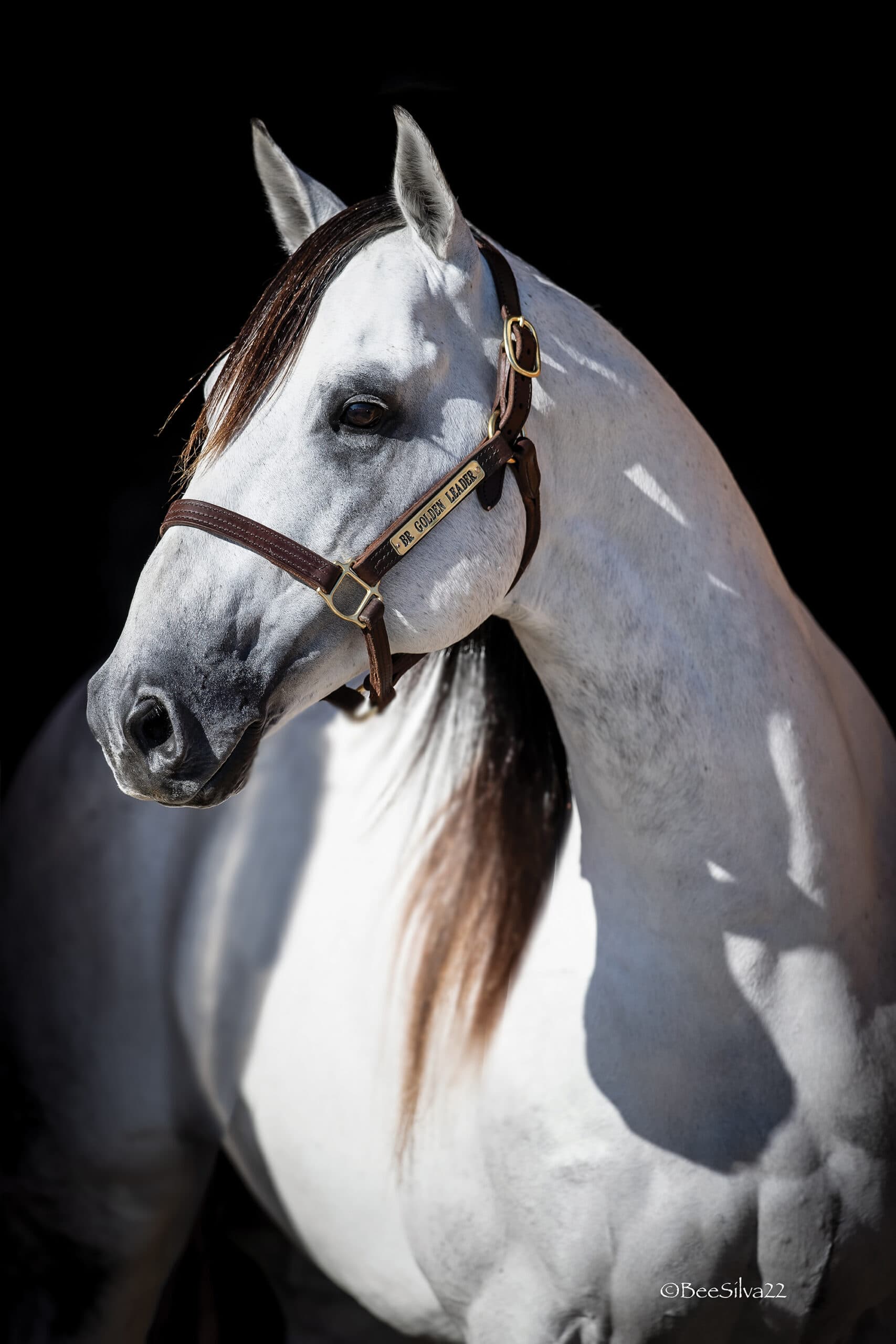 Gray stallion in a leather halter with a brass nameplate reading "BR Golden Leader" posed against a black background