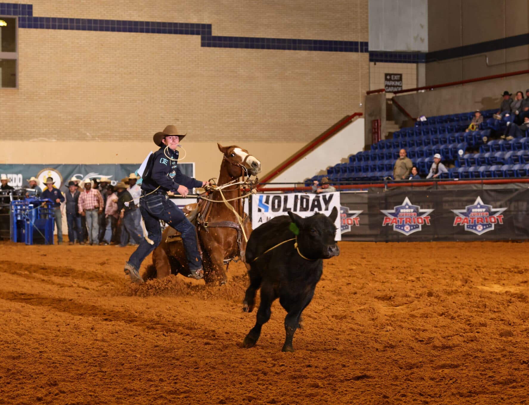Tie-down roper dismounting his sorrel horse with pigging string in teeth as the roped black calf runs across the arena