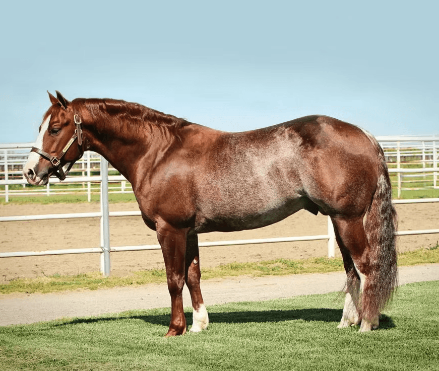 Red roan Quarter Horse stallion with blaze and halter standing squared on grass beside a white rail arena fence