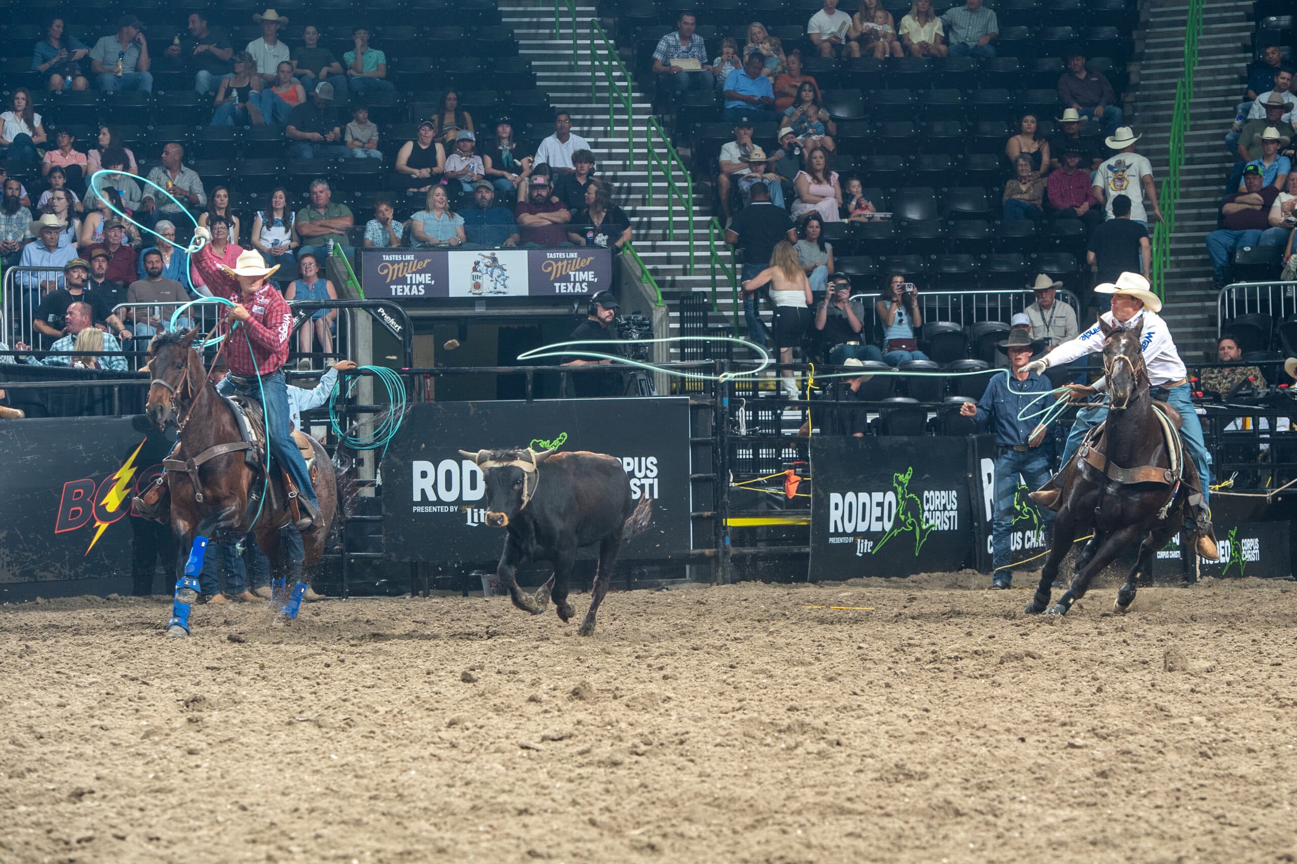 Two ropers on horseback work a steer during team roping at the Corpus Christi rodeo, with spectators filling the arena stands