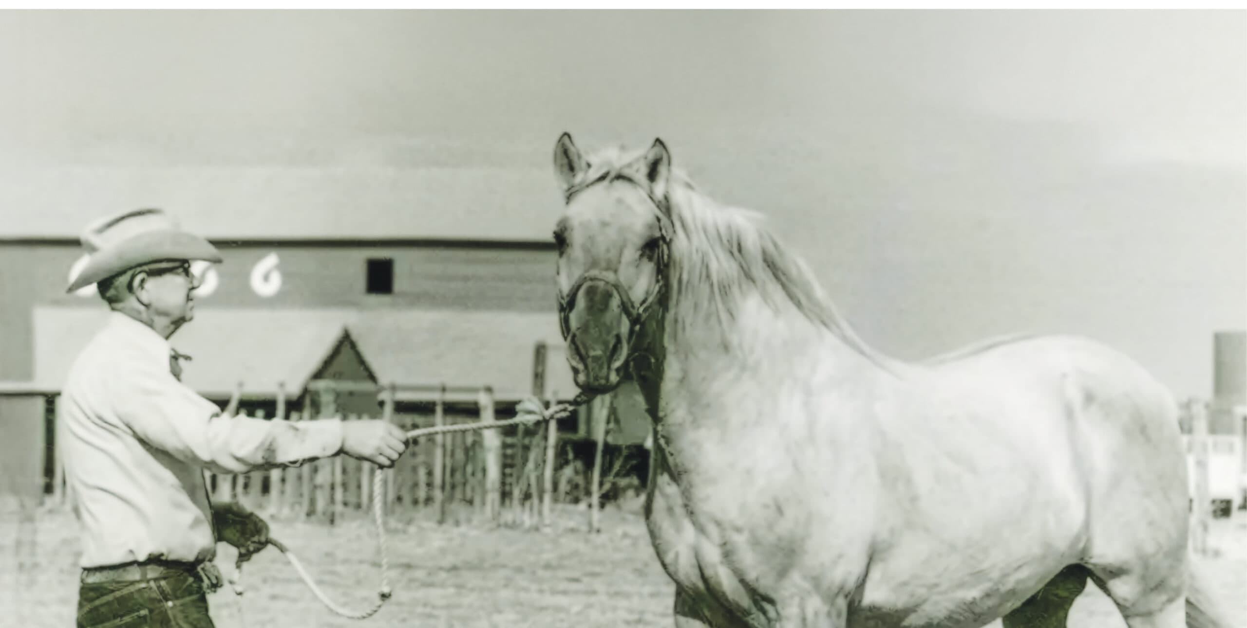 Built for the Job: The Blueprint of the Modern Western Performance Horse