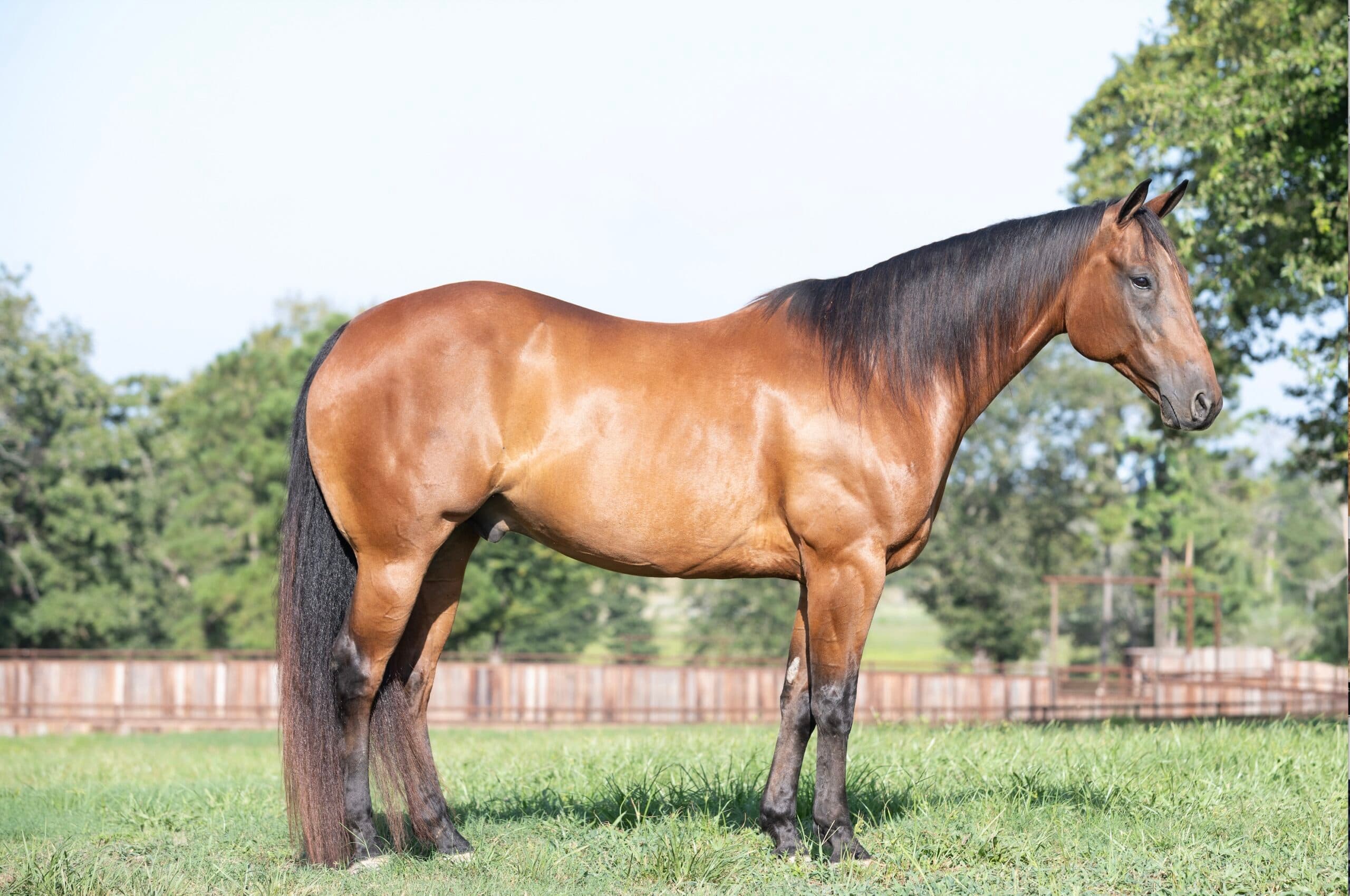 Built to Go Win: Inside the 2026 Philipp Ranch Production Horse Sale