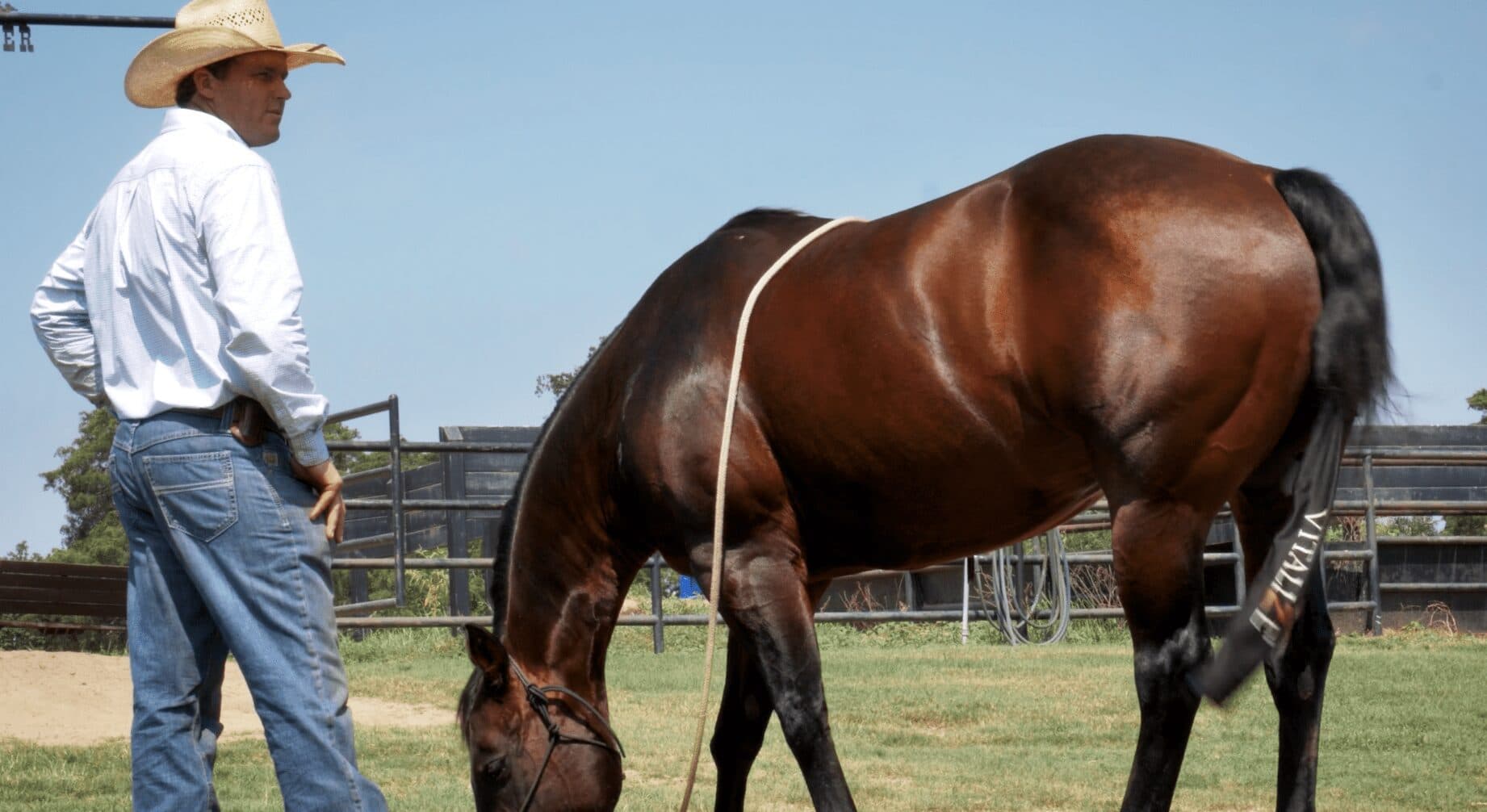 Man in cowboy hat and white shirt stands beside a bay horse lowering its head to graze in a grassy pen