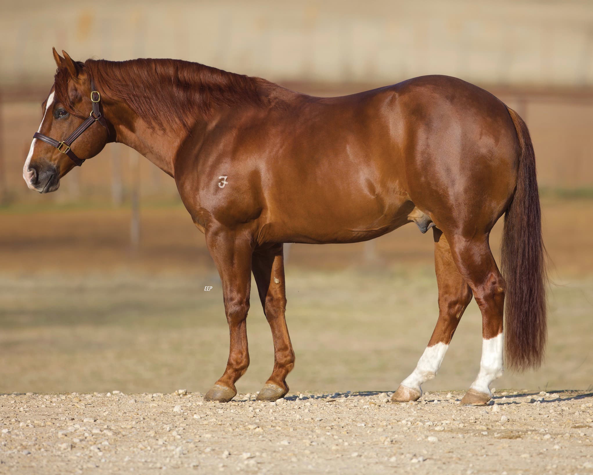 Chestnut horse with white blaze and socks standing in profile at halter in an arena