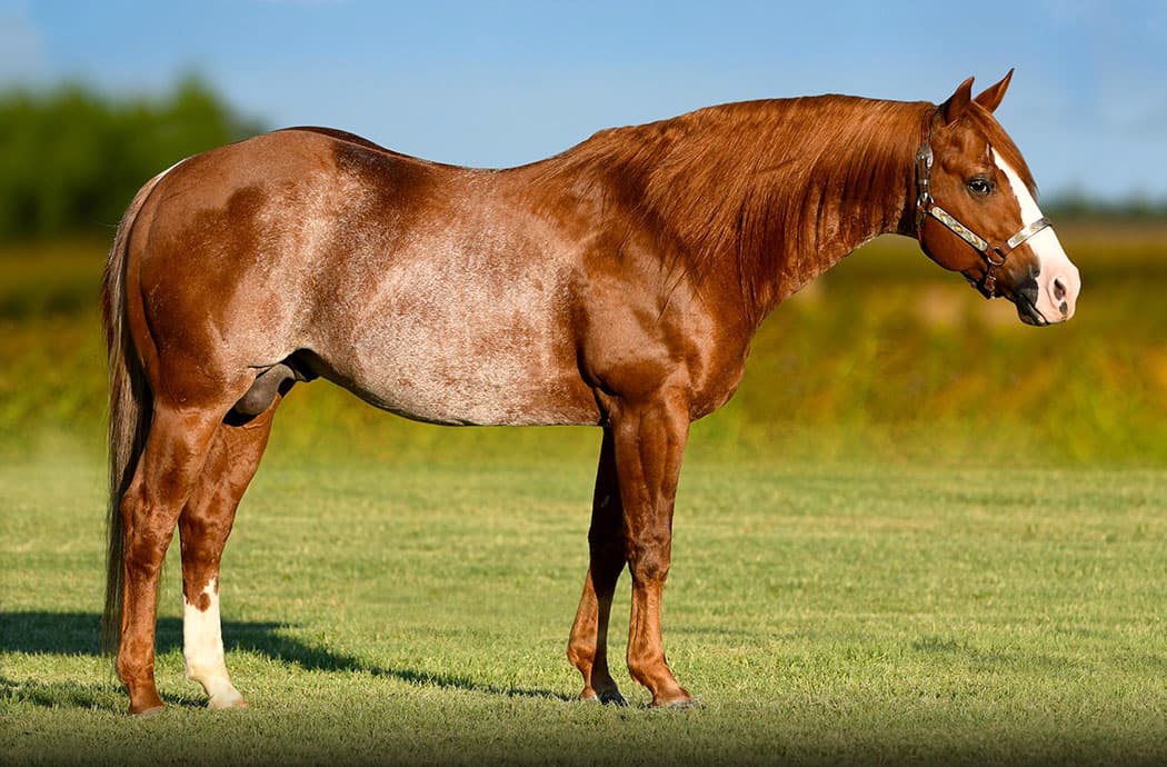 At 21 years old, Catty Hawk's influence as a sire is only growing, seeing his name appear in more disciplines as competitors discover his substance and steady mind.