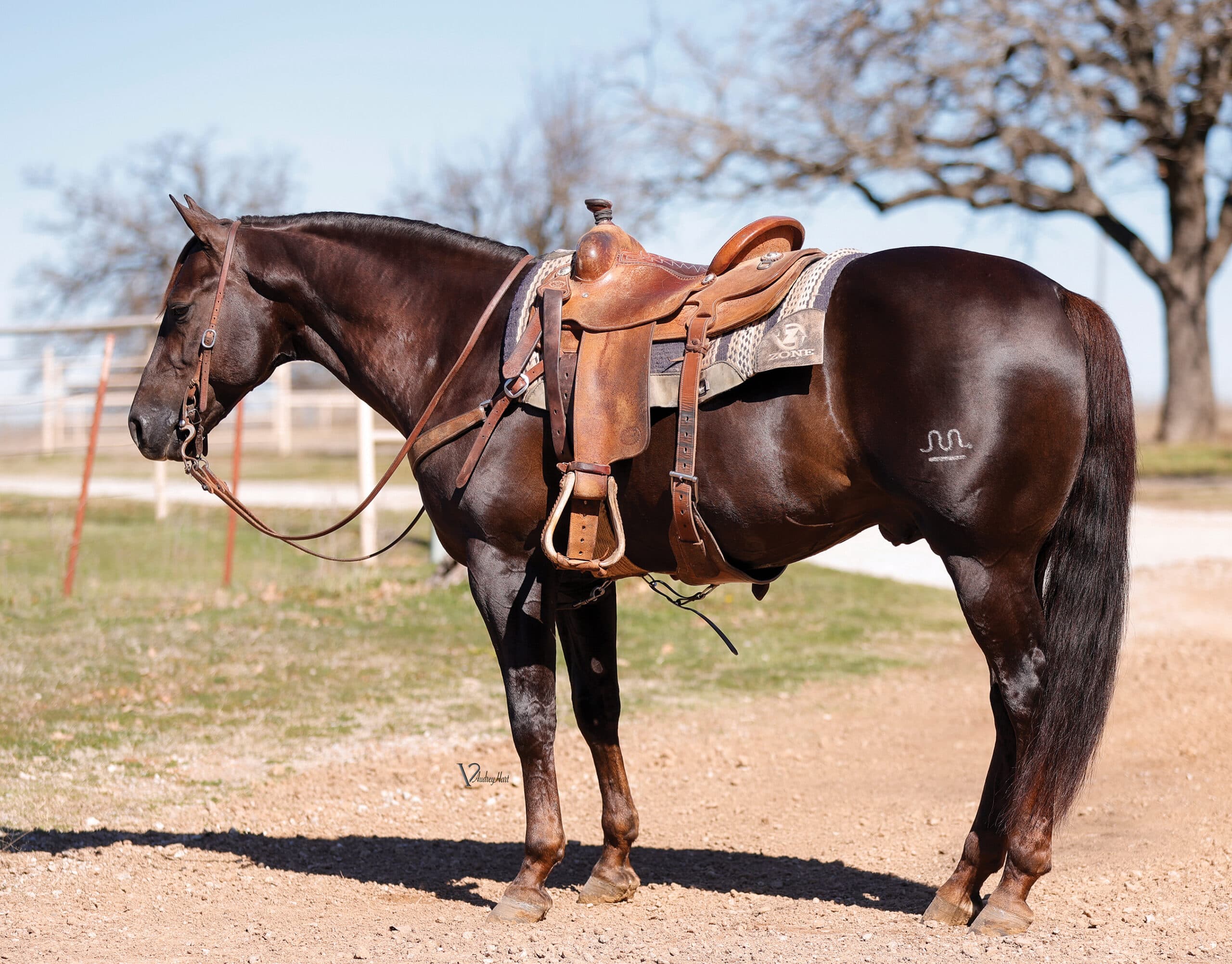 Dark bay Quarter Horse gelding standing squared up in a ranch saddle and headstall on a dirt road