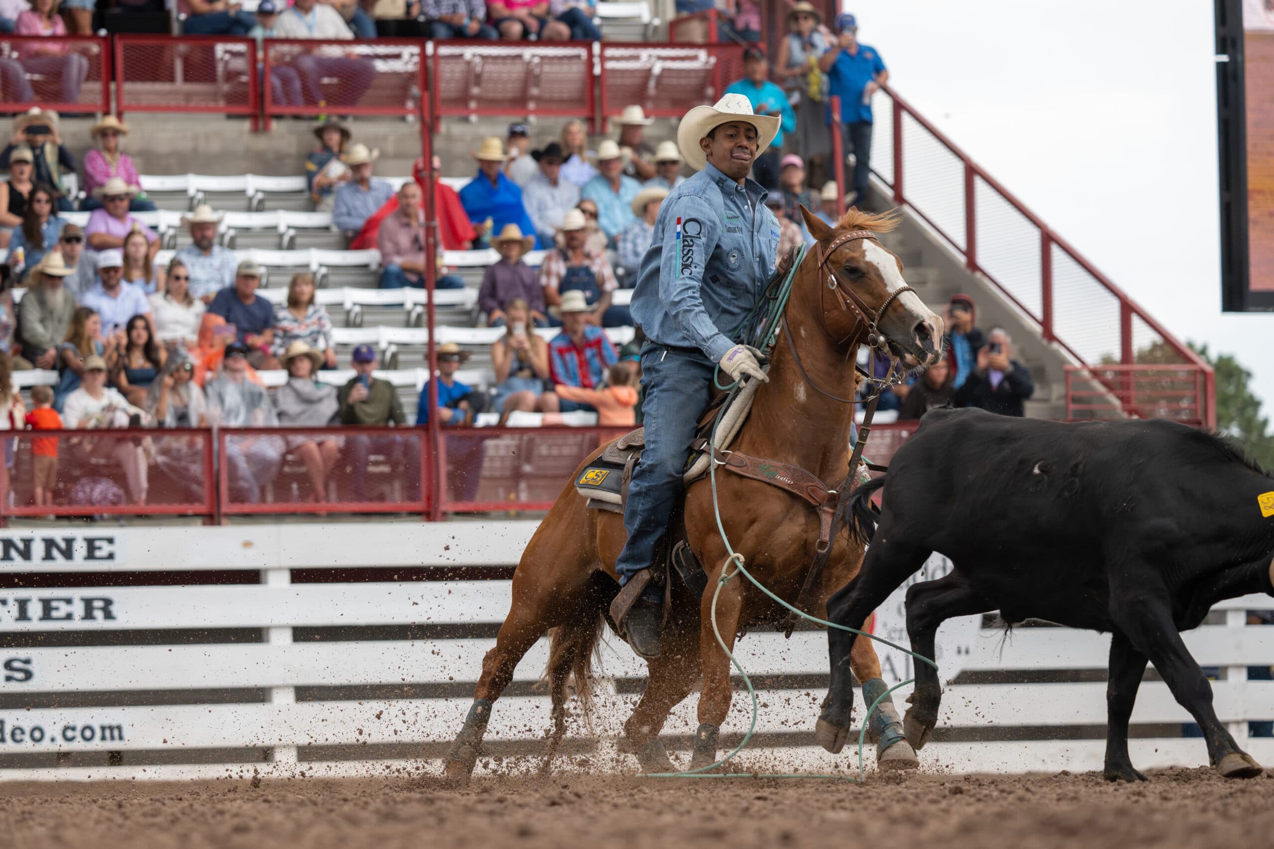 Cowboy on brown horse roping black steer during rodeo event with spectators in grandstands behind red barriers