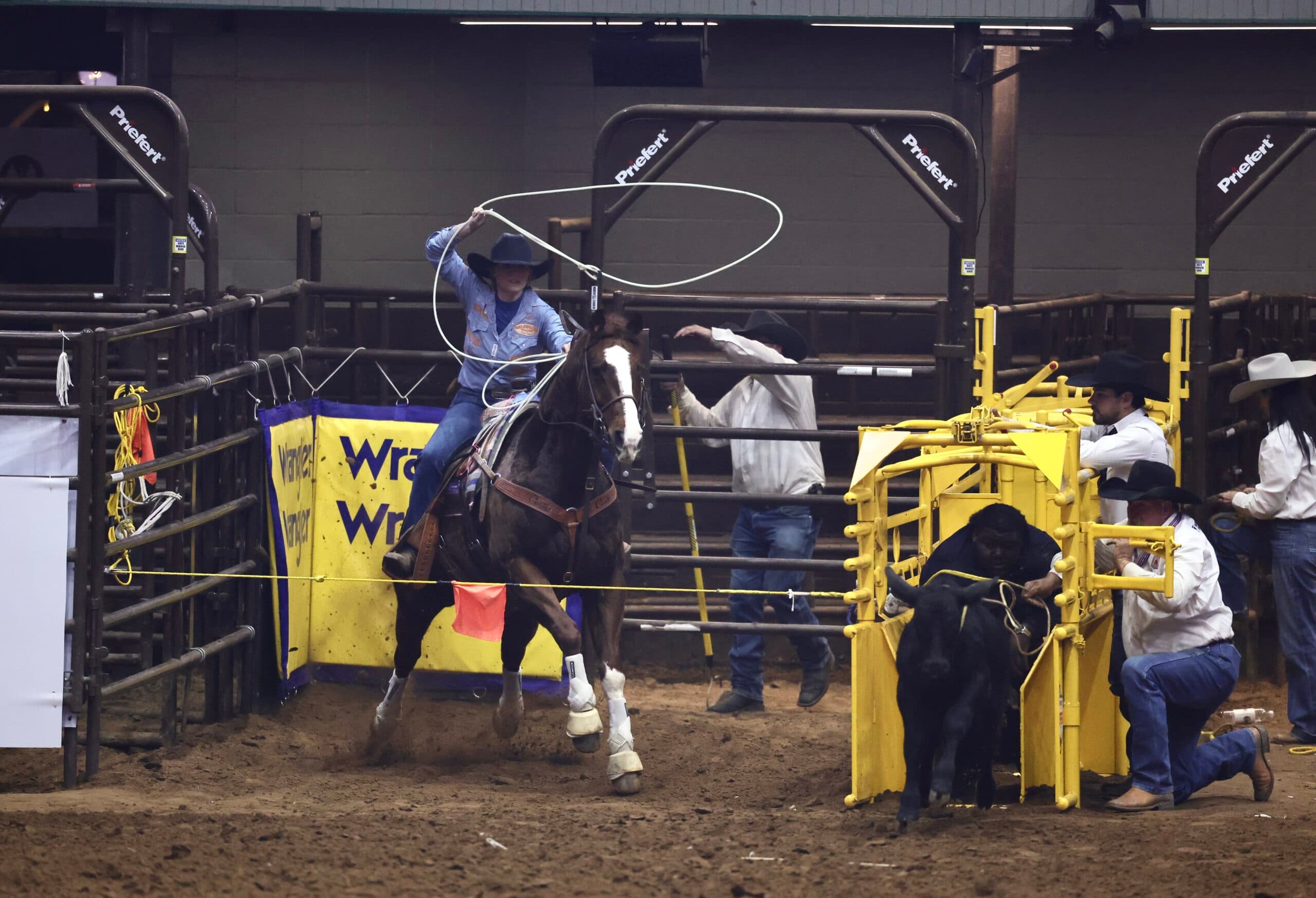 Breakaway roper in a blue shirt swings her loop as her horse breaks from the barrier beside a yellow roping chute