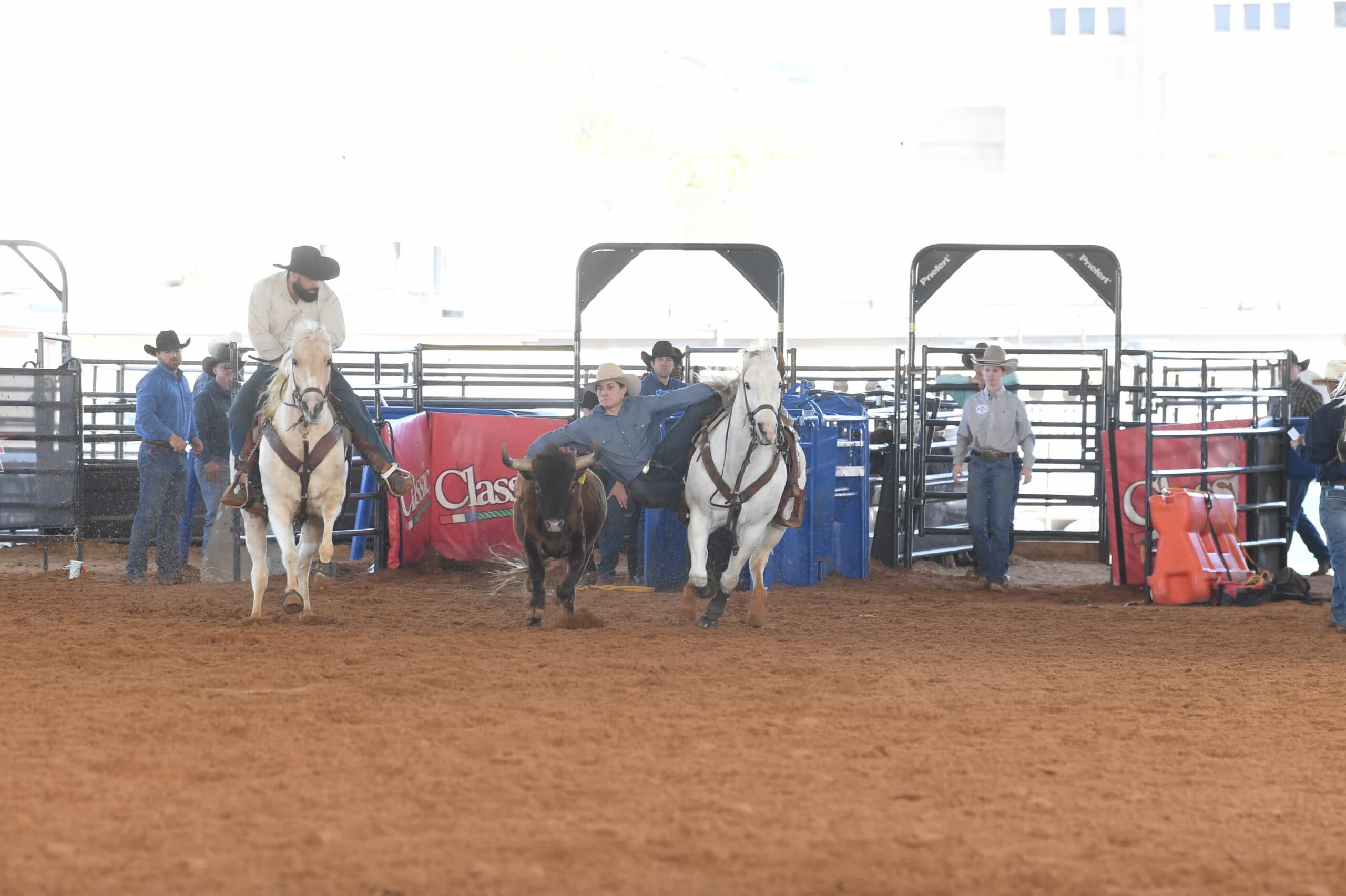 Rodeo participants on horseback and handlers prepare cattle in the arena during a roping event