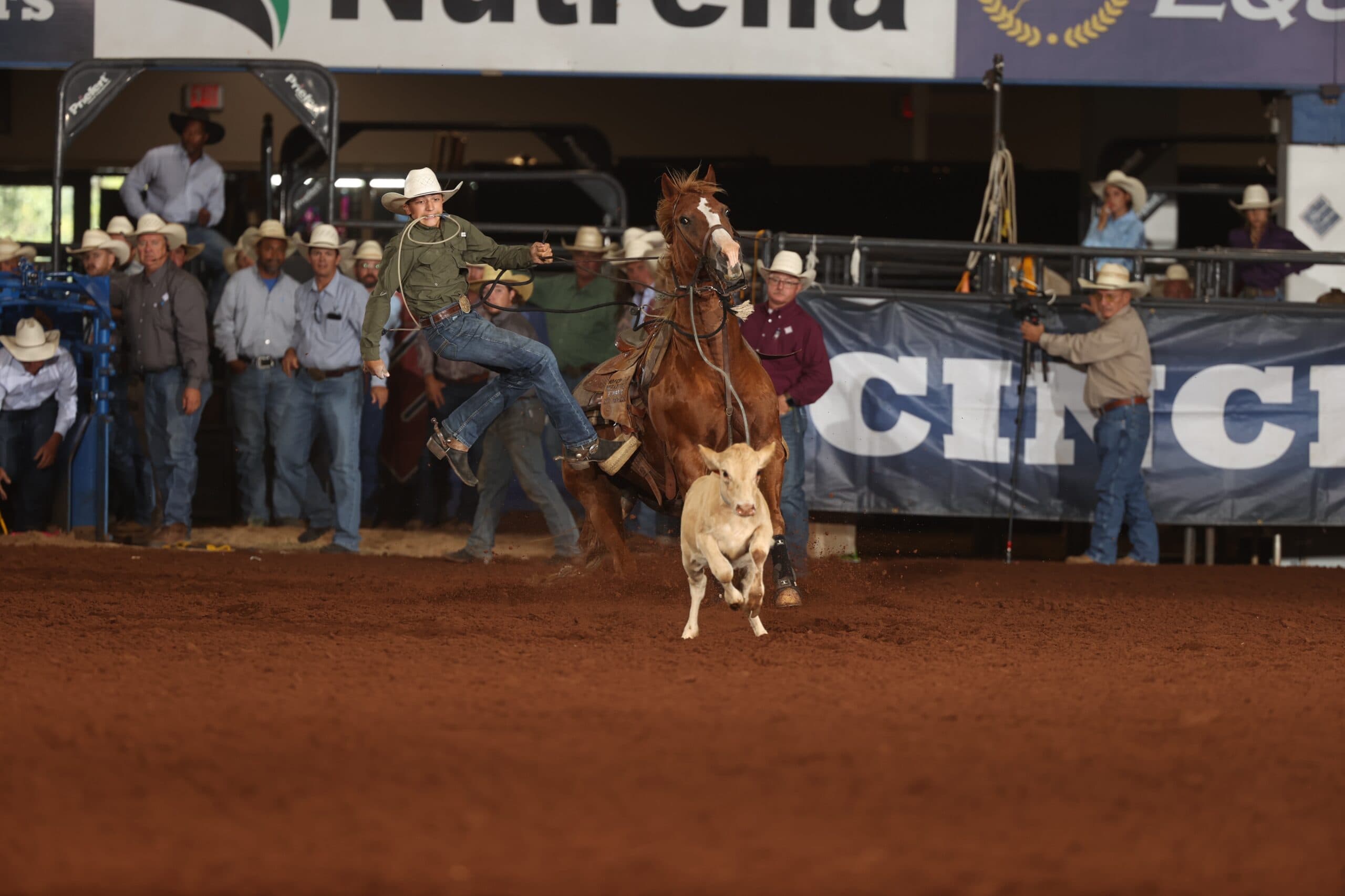 Tie-down roper dismounts mid-air from his sorrel horse as the roped calf runs across the arena in front of onlookers
