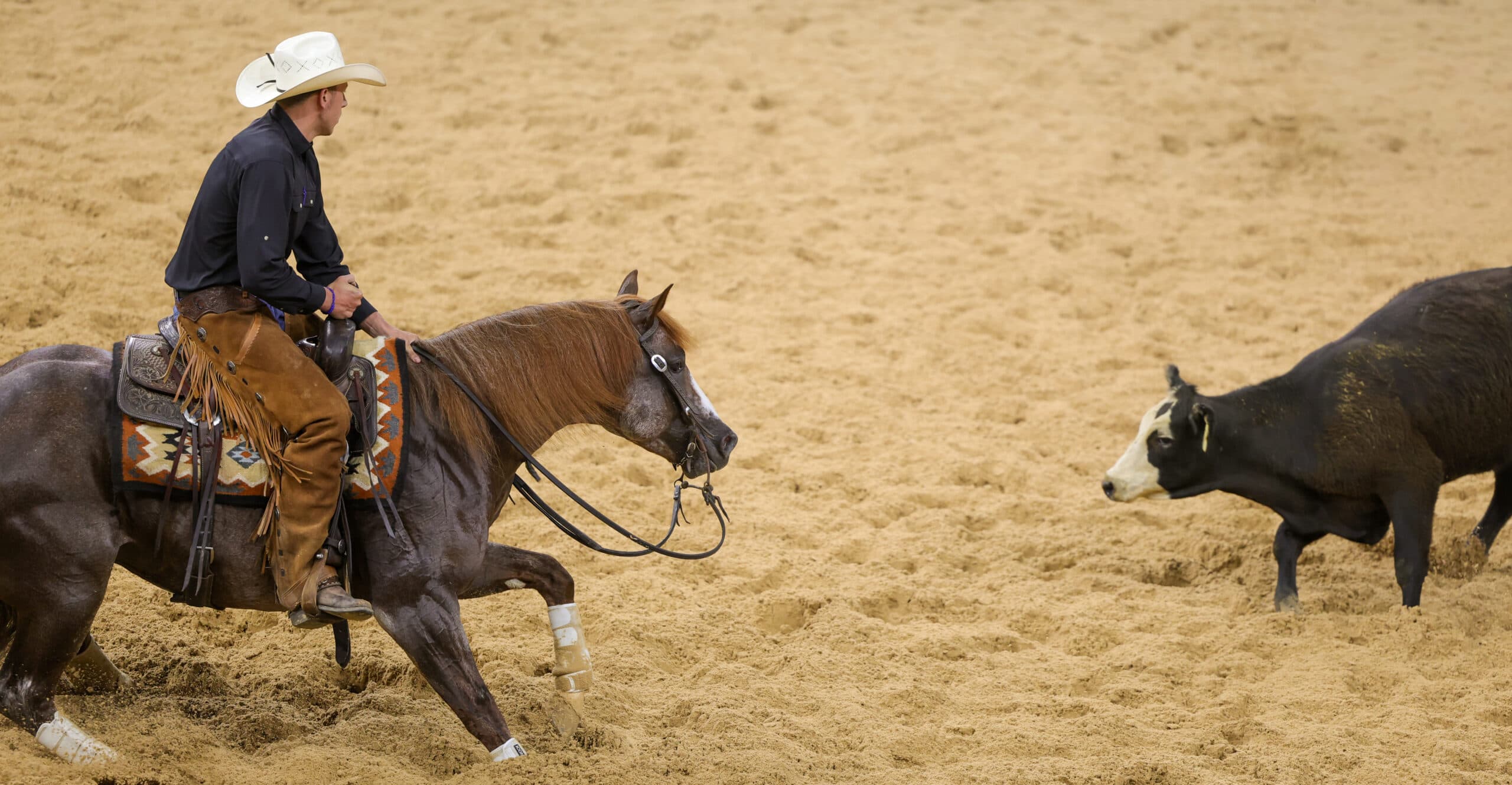 Cutting horse rider in white cowboy hat and brown chaps holds position as his sorrel horse works a black baldy calf in the arena