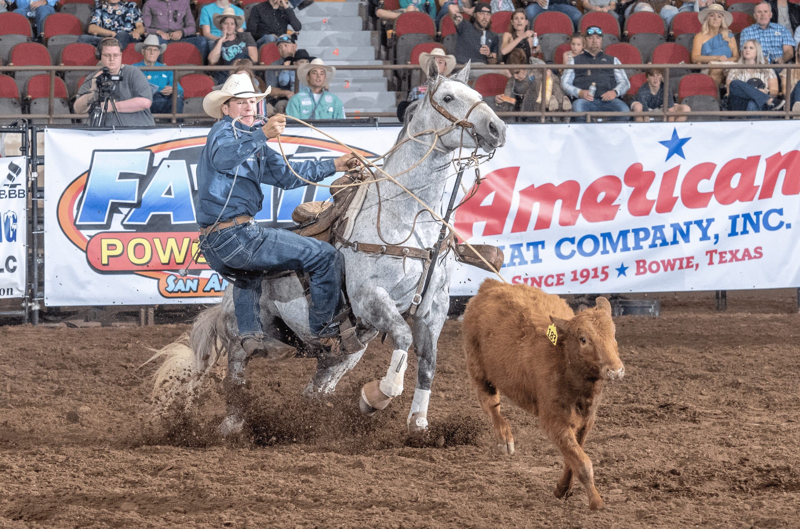 Tie-down roper on a gray horse holds his rope in his teeth as the horse stops hard behind a roped calf in the arena