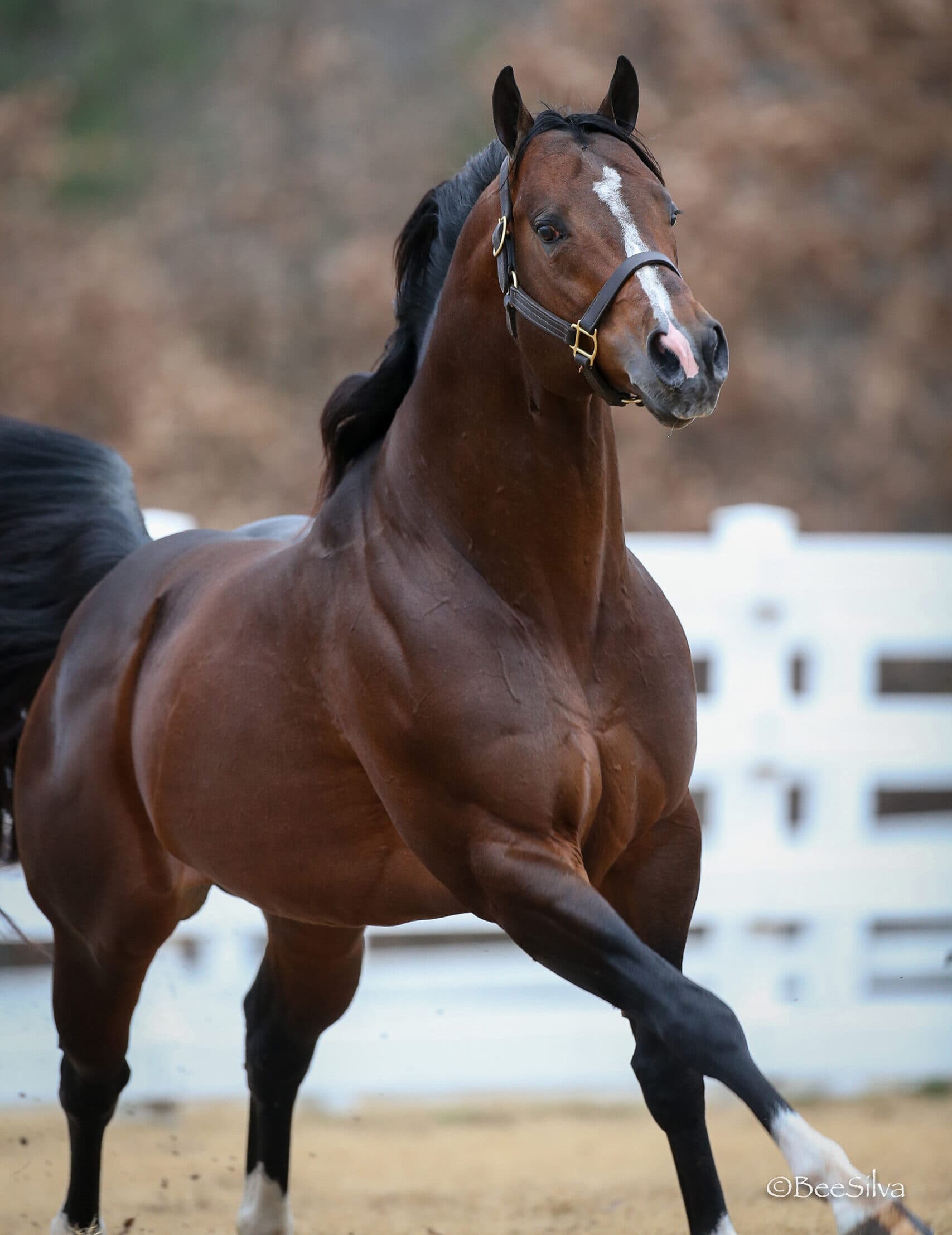 Bay horse with white blaze wearing halter trots in arena with confident stride