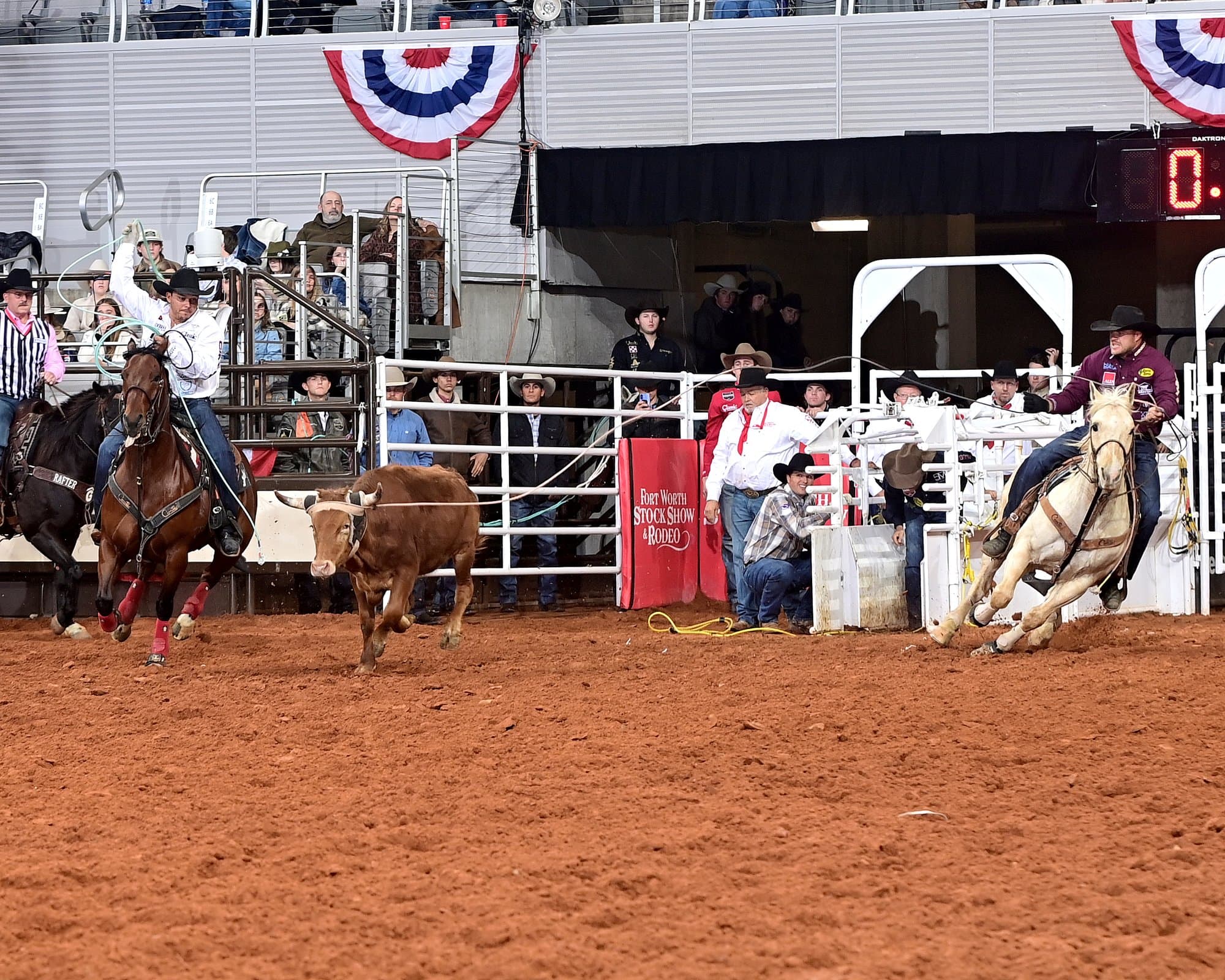 Steer roping competitor on palomino horse chases brown steer across arena at Fort Worth Stock Show and Rodeo