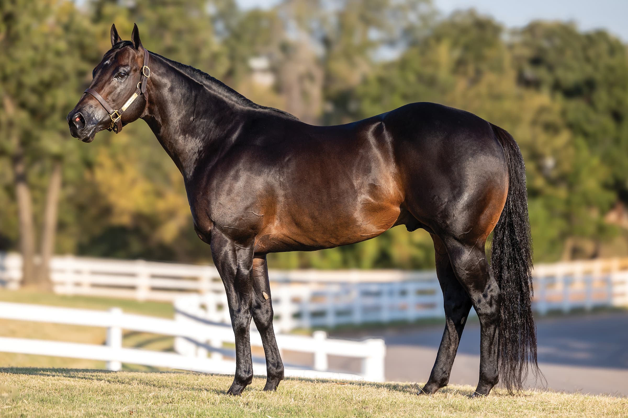 Dark bay horse standing in show stance on grass with white fencing and trees in background