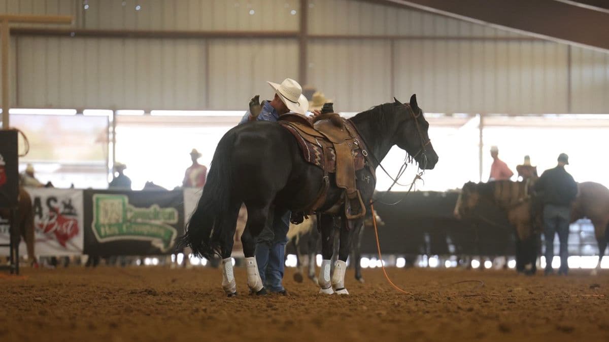 Cowboy in a white hat adjusts the saddle on a dark horse with polo wraps inside a covered arena