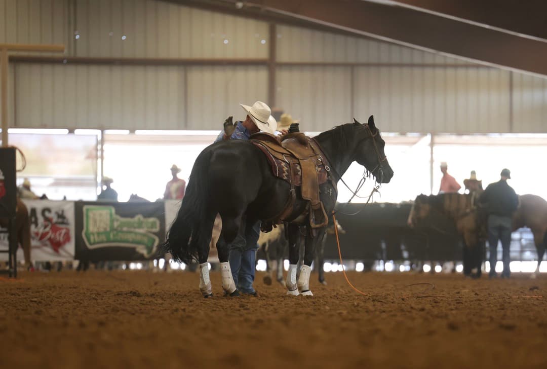 Cowboy in a white hat adjusts the saddle on a dark horse with polo wraps inside a covered arena