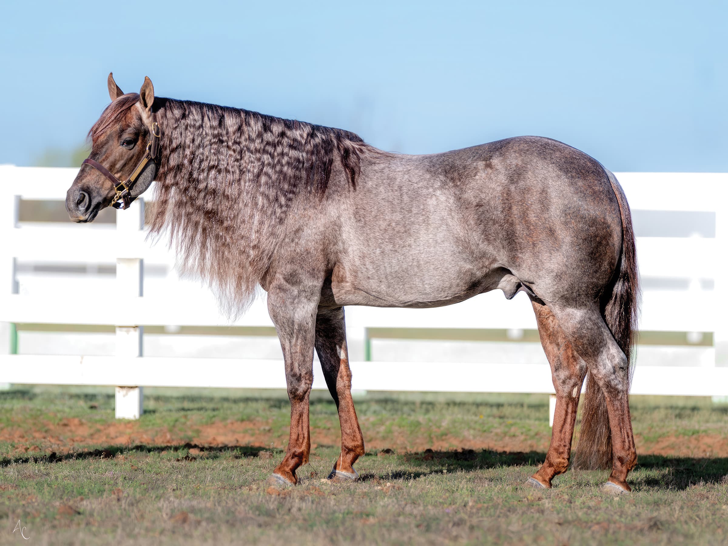Red roan stallion with a long crimped mane stands squared for a conformation photo beside a white ranch fence