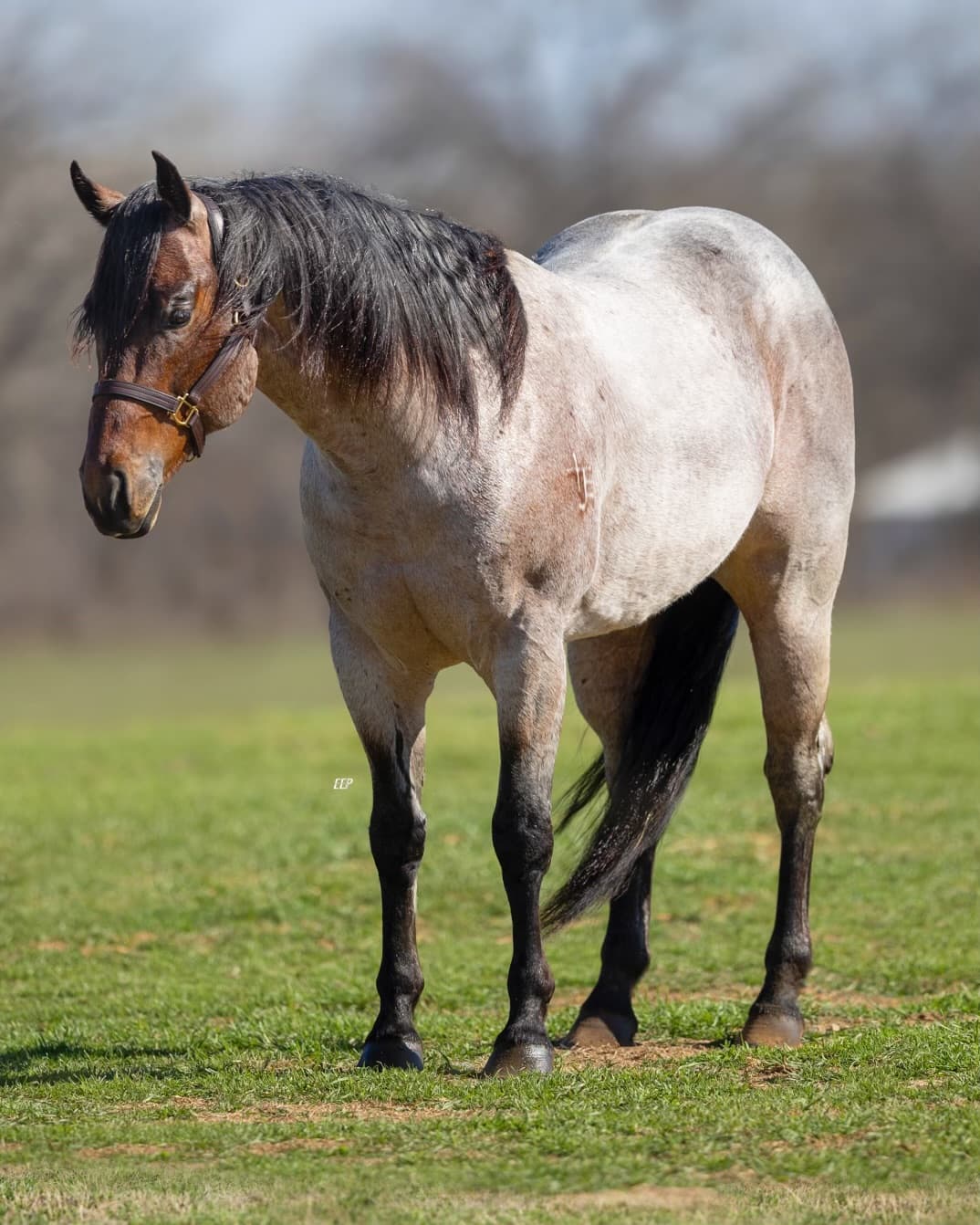 Bay and white horse with black mane standing square in a grassy pasture, wearing a halter