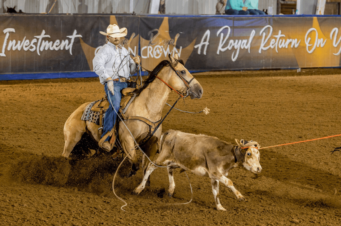 Header on a buckskin horse slides to a stop as his rope tightens on a steer already caught by the heeler's orange rope