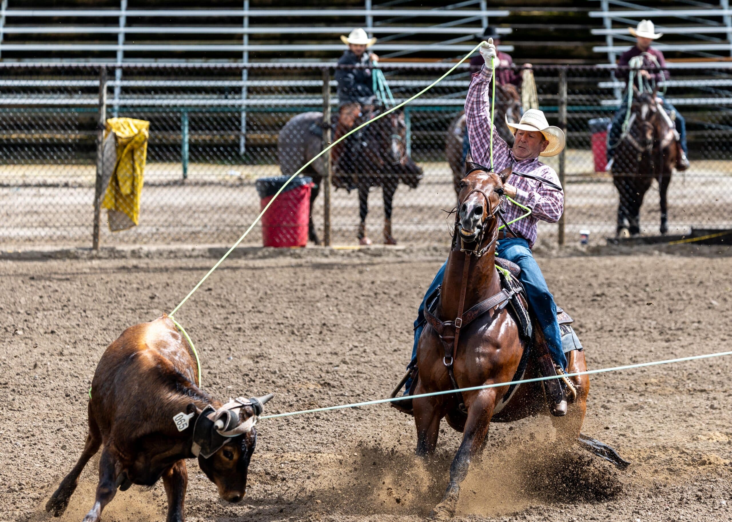 Roper on brown horse swings lasso while competing in steer roping event at rodeo arena with spectators and other riders in background