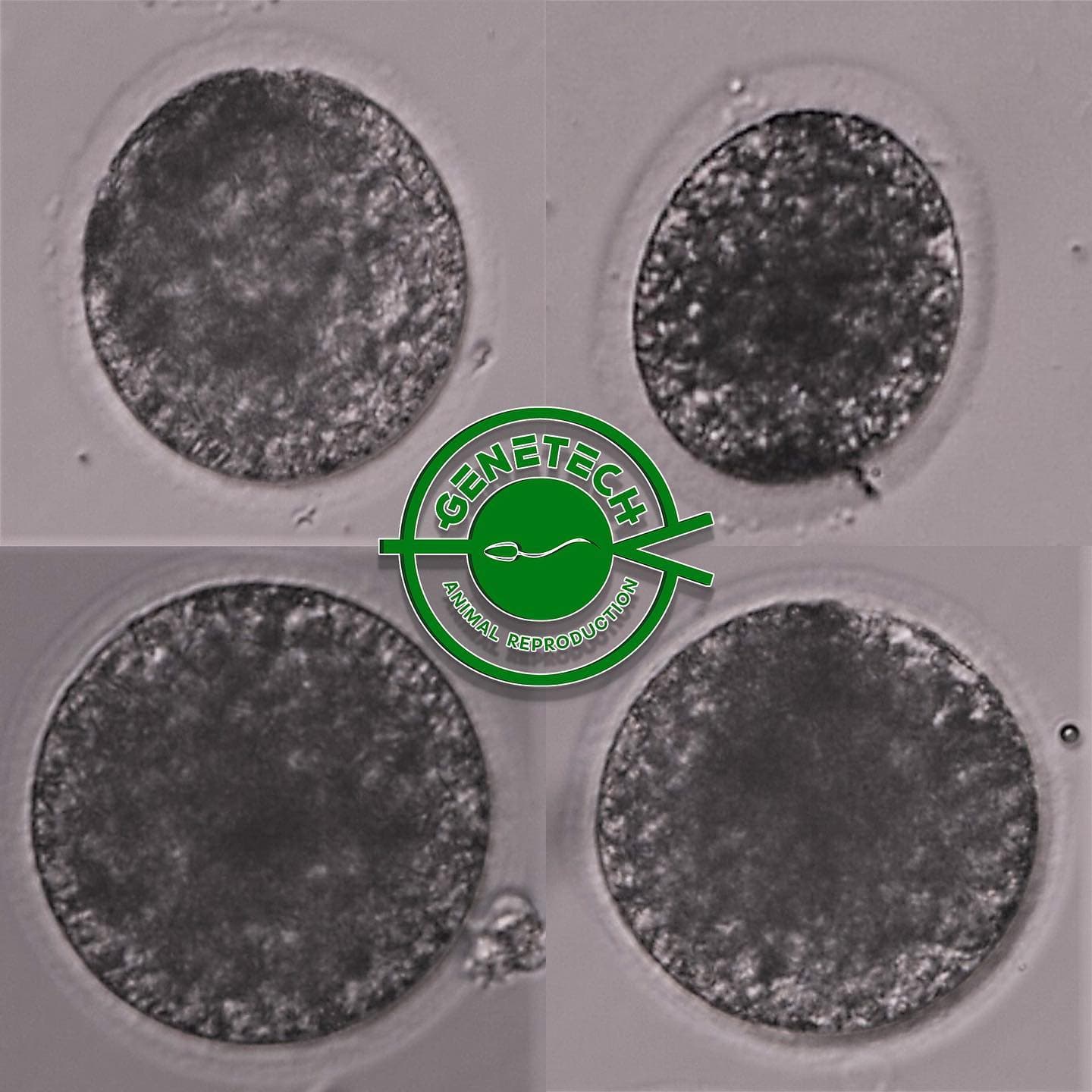 ICSI cells