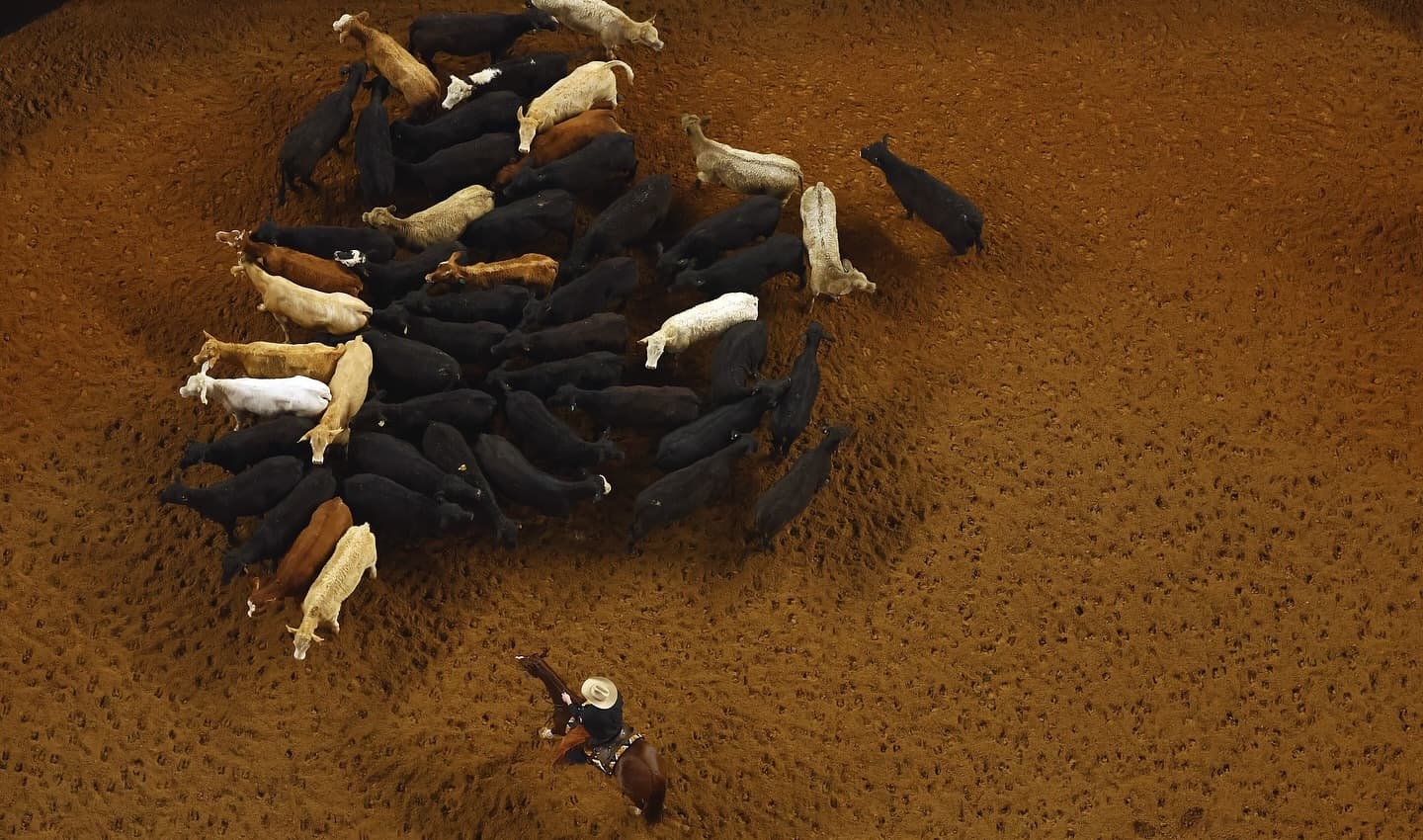 Overhead view of a cowboy in a white hat on horseback working a herd of cattle in a red dirt arena