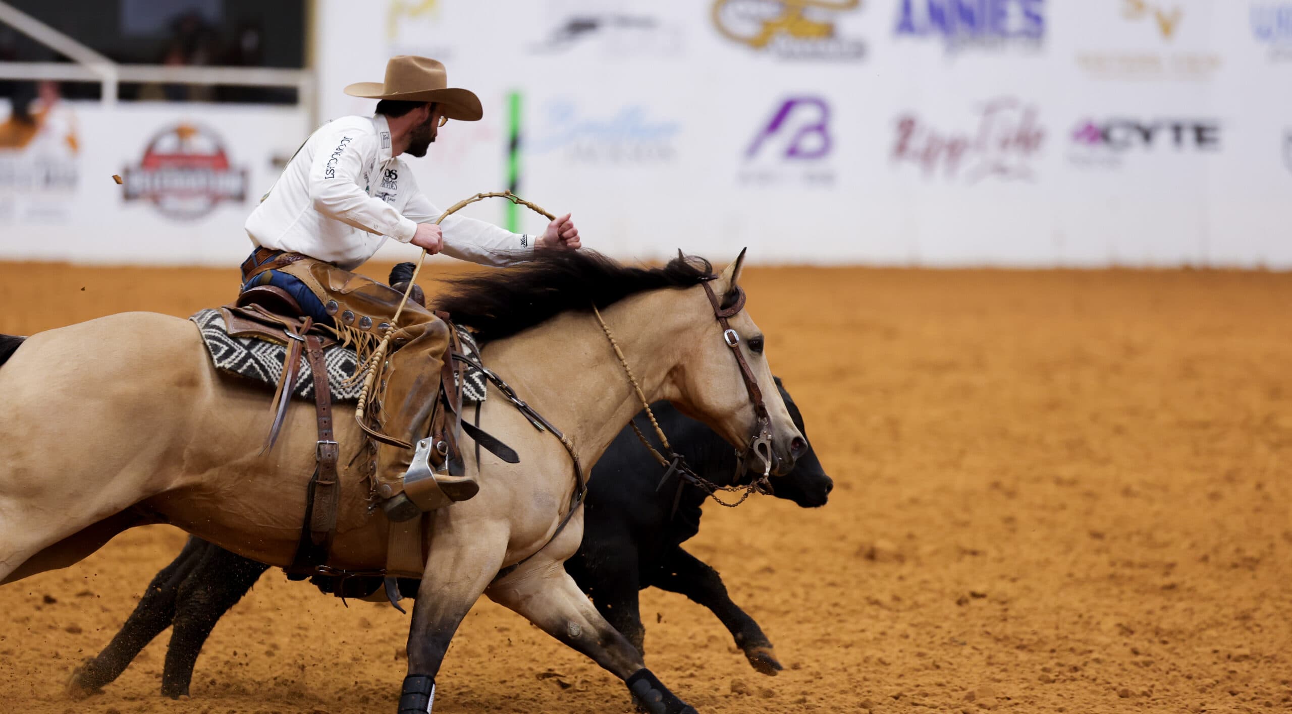 Cowboy in chaps and white shirt swings a rope from the back of a buckskin horse chasing a black steer in an arena