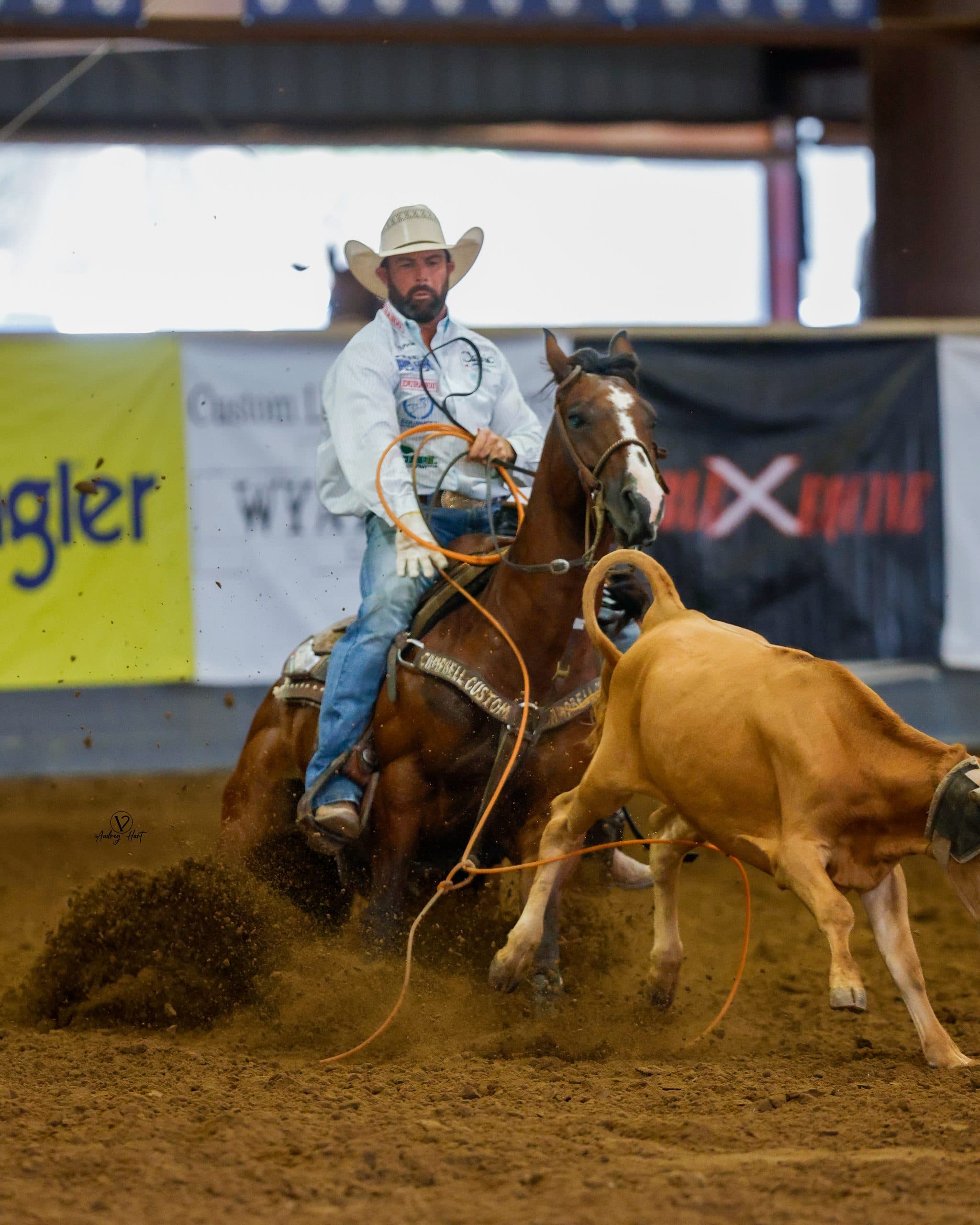 Header roper in a white shirt and straw cowboy hat pulls his bay horse to a stop as his orange rope catches a steer in a dirt arena