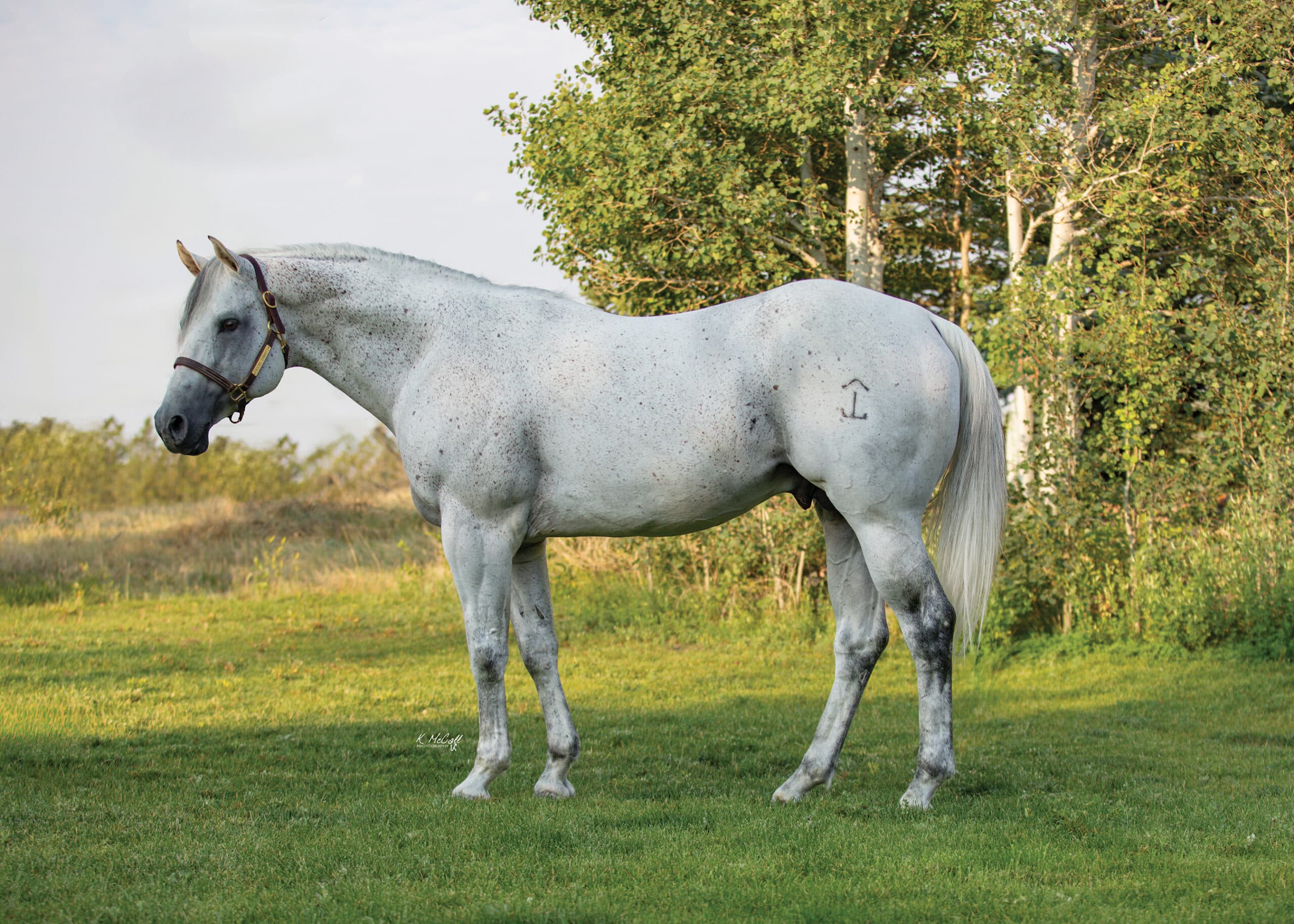 Gray stallion with a hip brand stands squared up in a grassy pasture wearing a leather halter