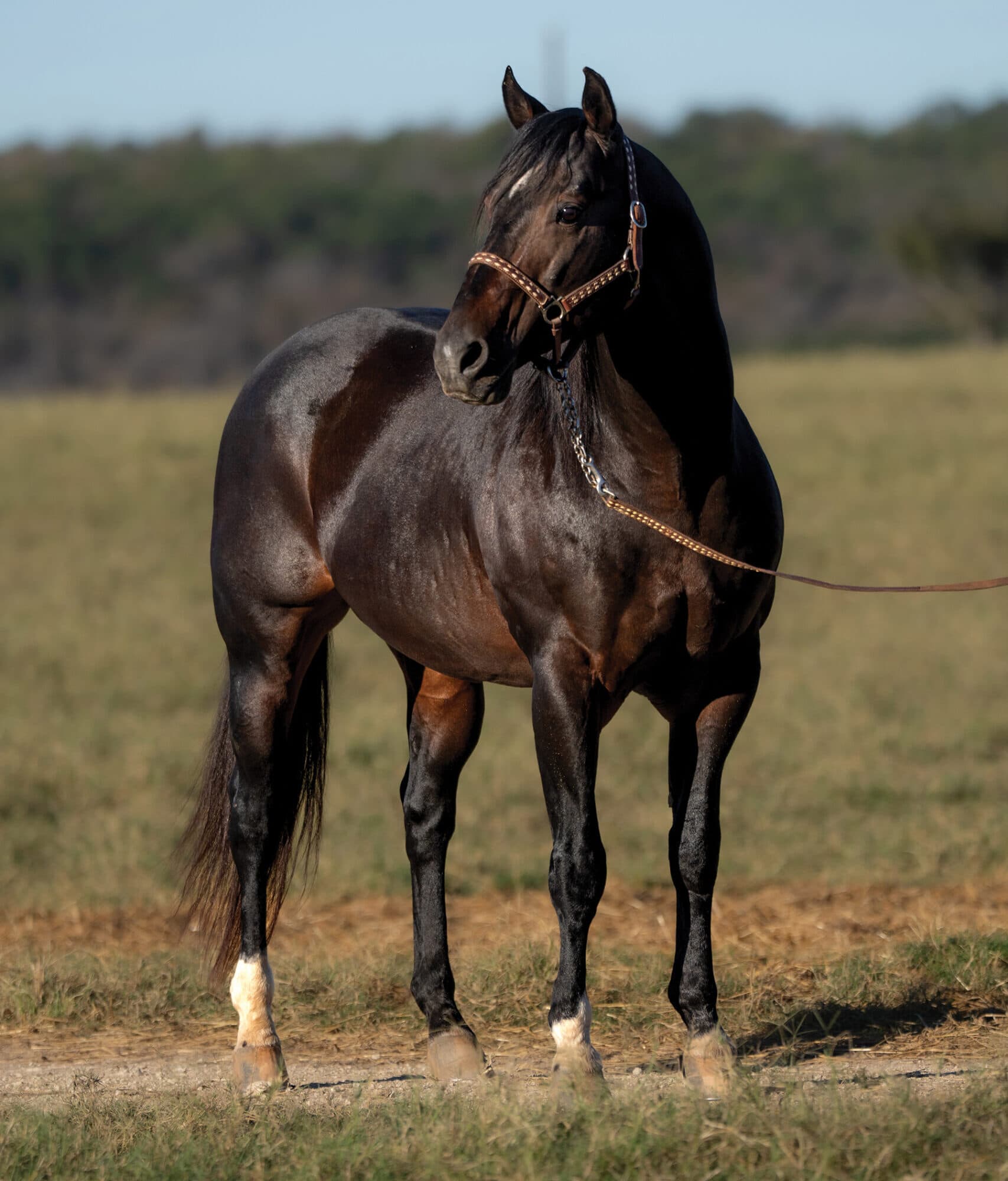 Dark bay stallion with white leg markings stands alert in a leather show halter and lead in a grassy pasture