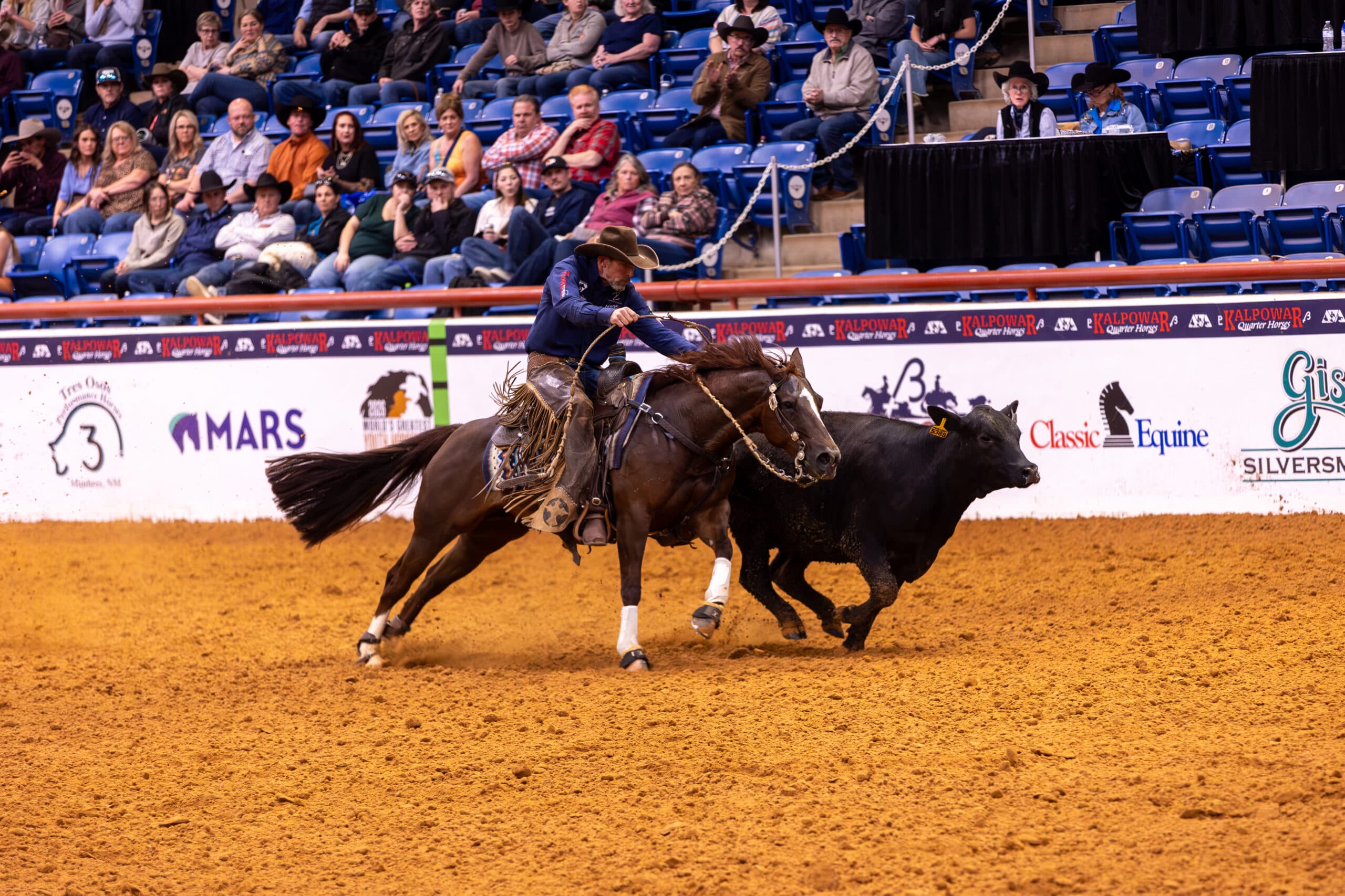 Cowboy in chaps swings a rope aboard a sorrel horse while tracking a black steer across the arena as spectators watch