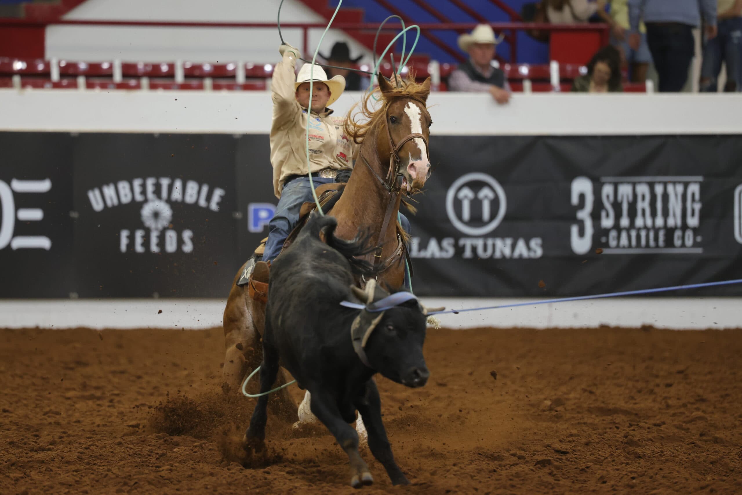 Roper on brown horse swinging lasso while riding toward Black steer during rodeo competition in indoor arena