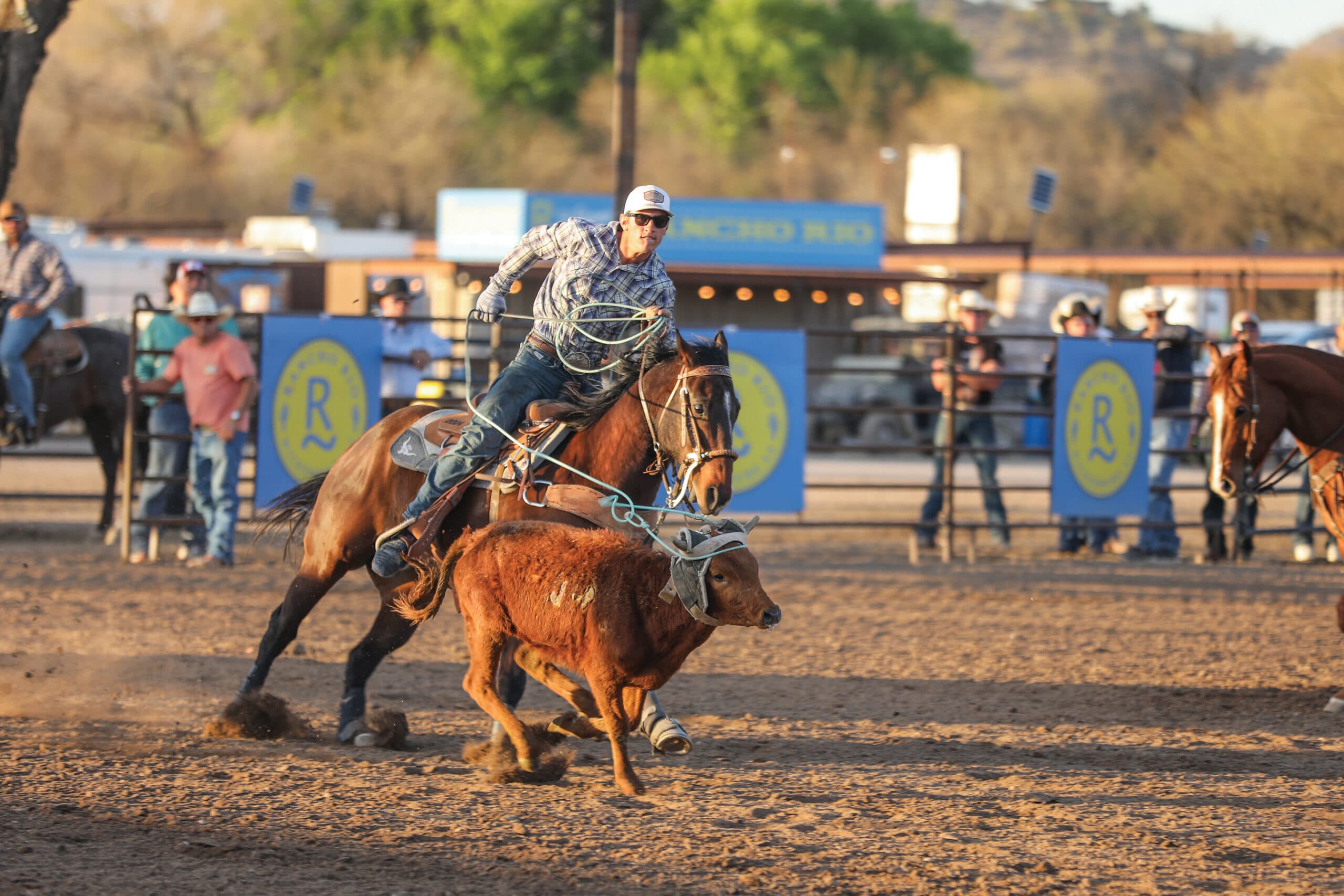 Cowboy on horseback roping a steer during a rodeo event in an arena with spectators and blue sponsor barriers