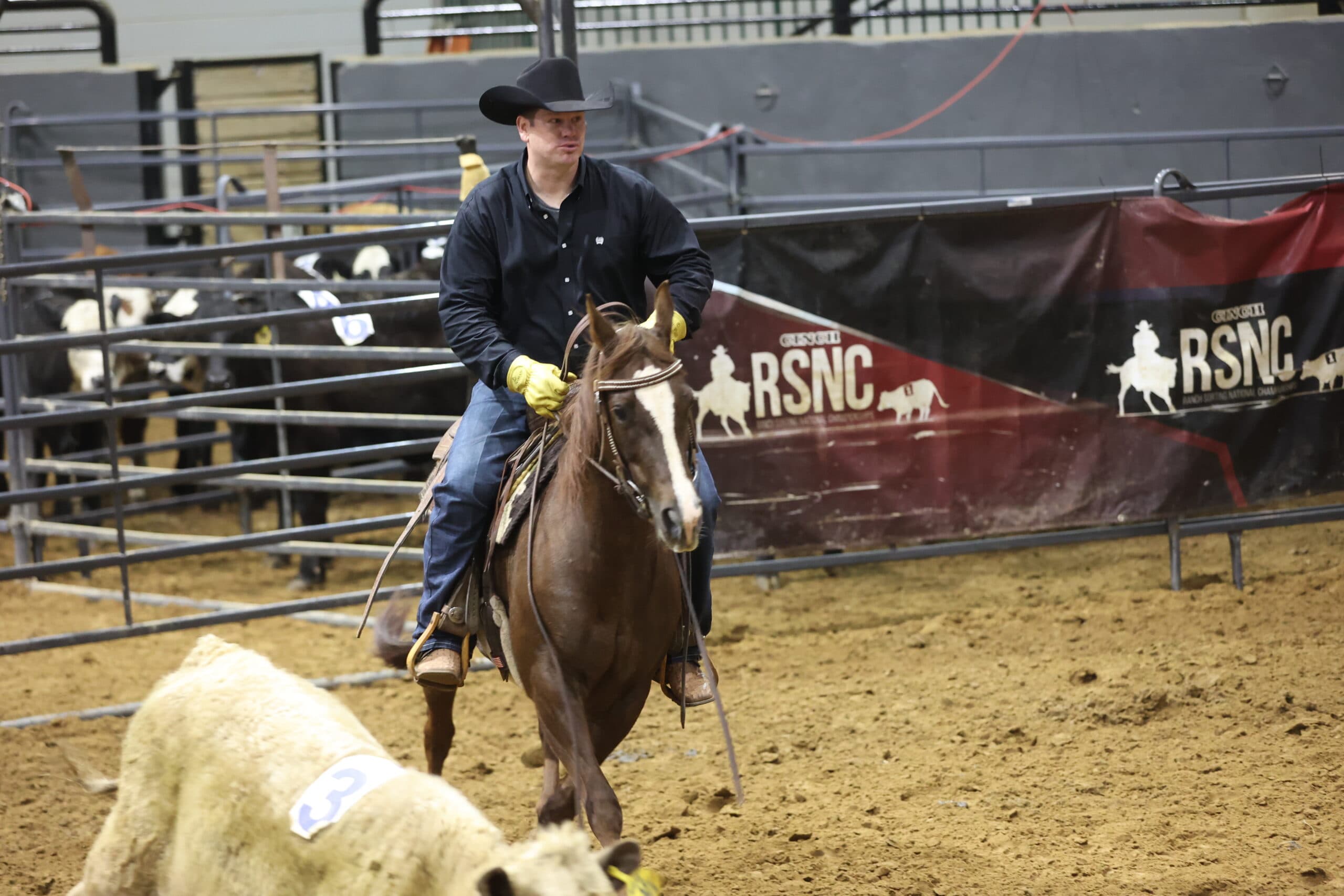 Cowboy in black hat and yellow gloves rides a sorrel horse toward a numbered calf during a ranch sorting run at an RSNC event