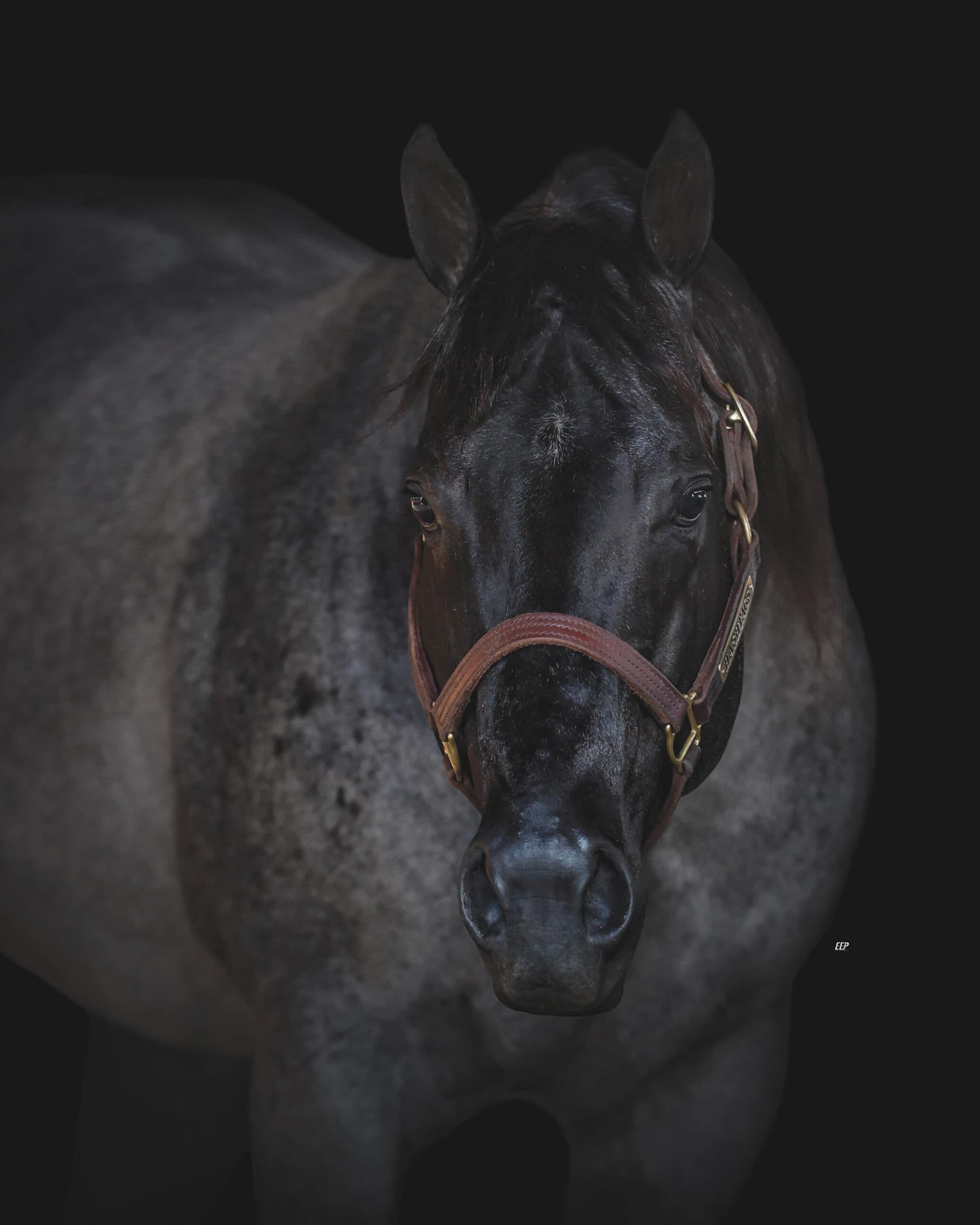 Dark blue roan horse in a leather halter facing the camera against a black backdrop