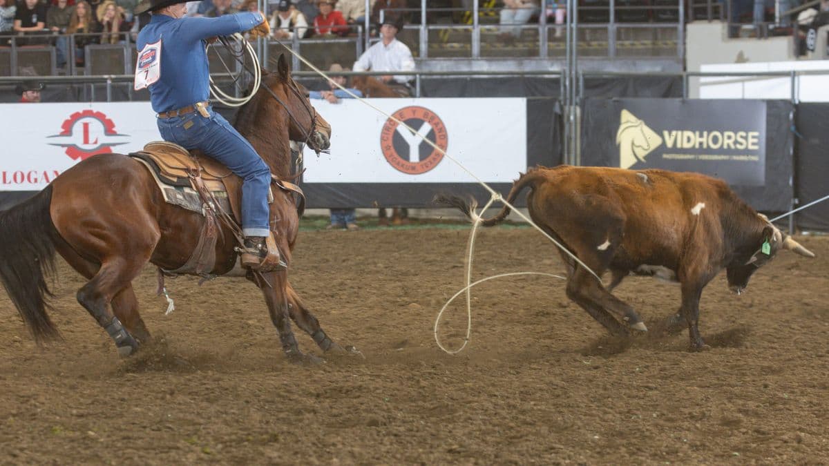 Roper on horseback swings lasso toward steer during rodeo competition in arena with spectators in bleachers
