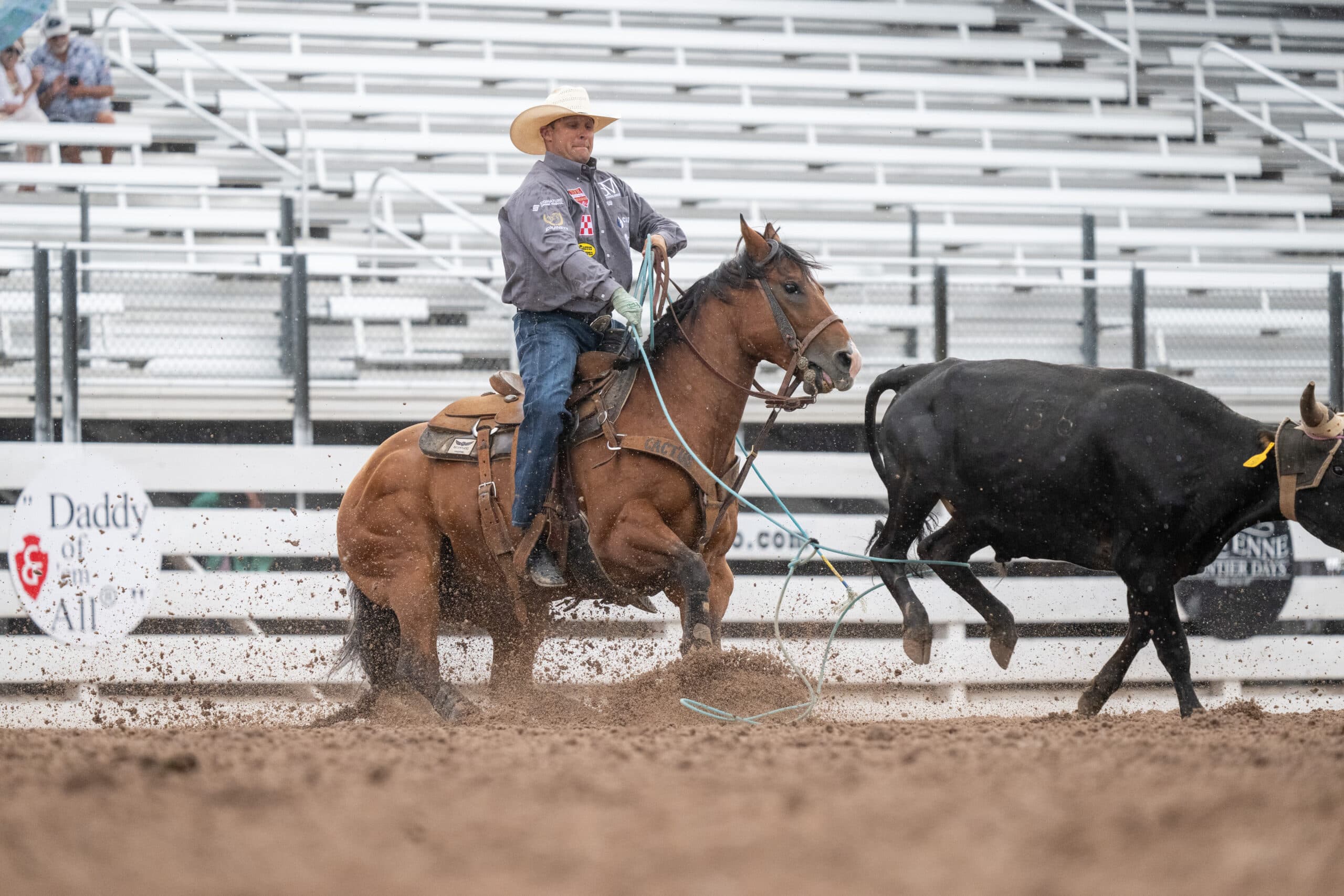 Roper on brown horse roping black steer during rodeo competition in arena with metal bleachers in background